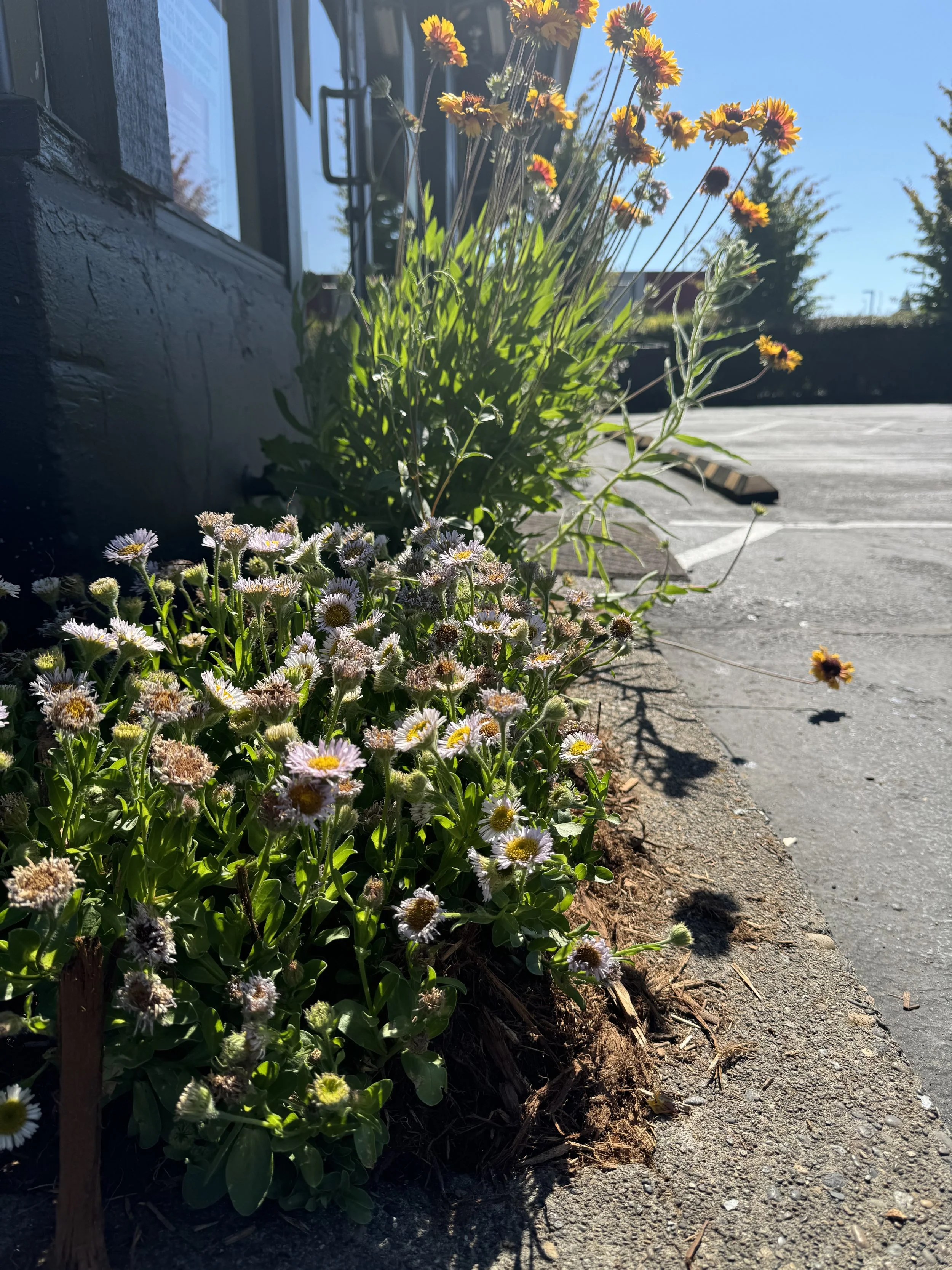 Colorful flowers growing along a building's edge in a sunny parking lot.