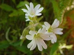 Cerastium arvense - Field Chickweed