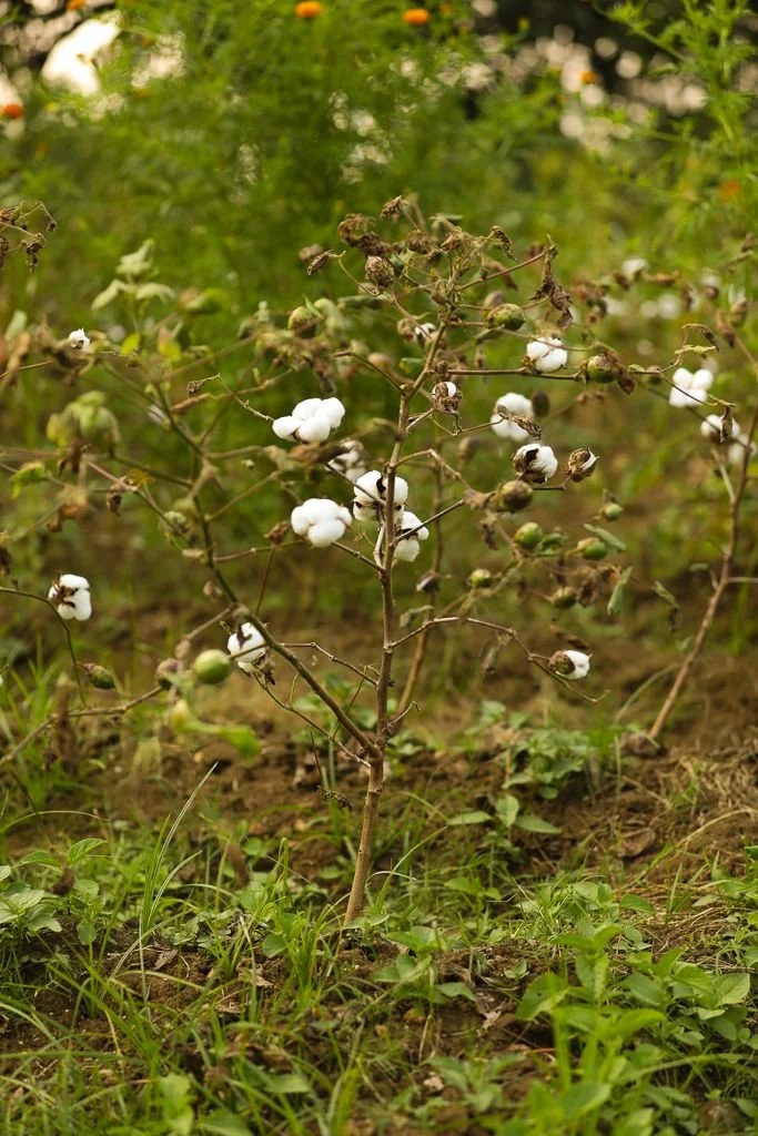 Organic Cotton is The Thread of Hope for Our Planet