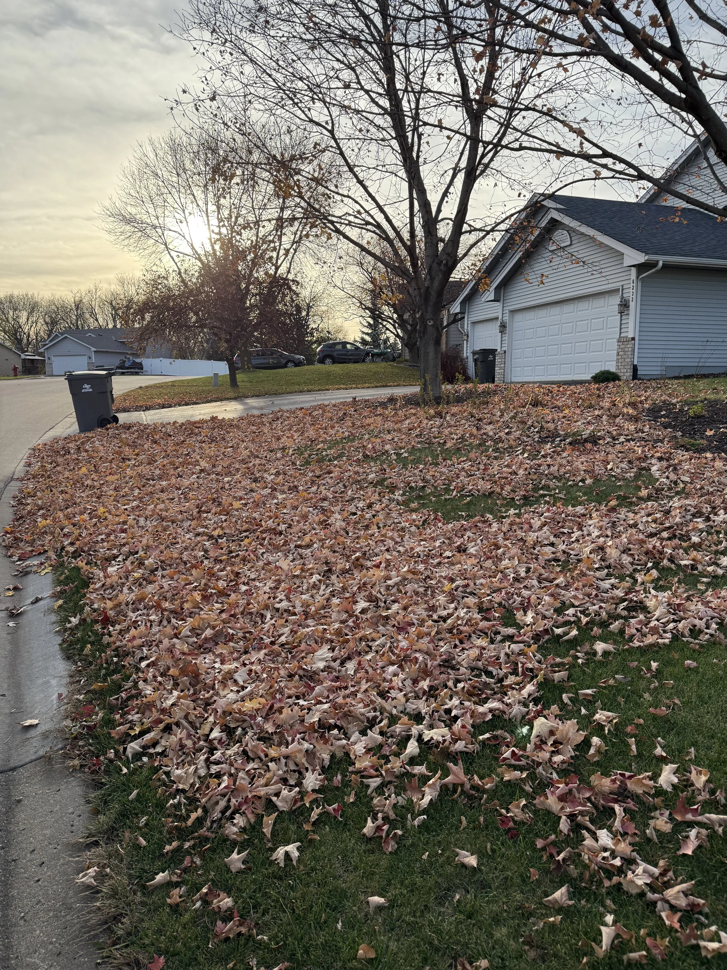 A suburban yard covered with fallen autumn leaves, with a tree front and center, a house with a garage in the background, and a garbage bin on the driveway.