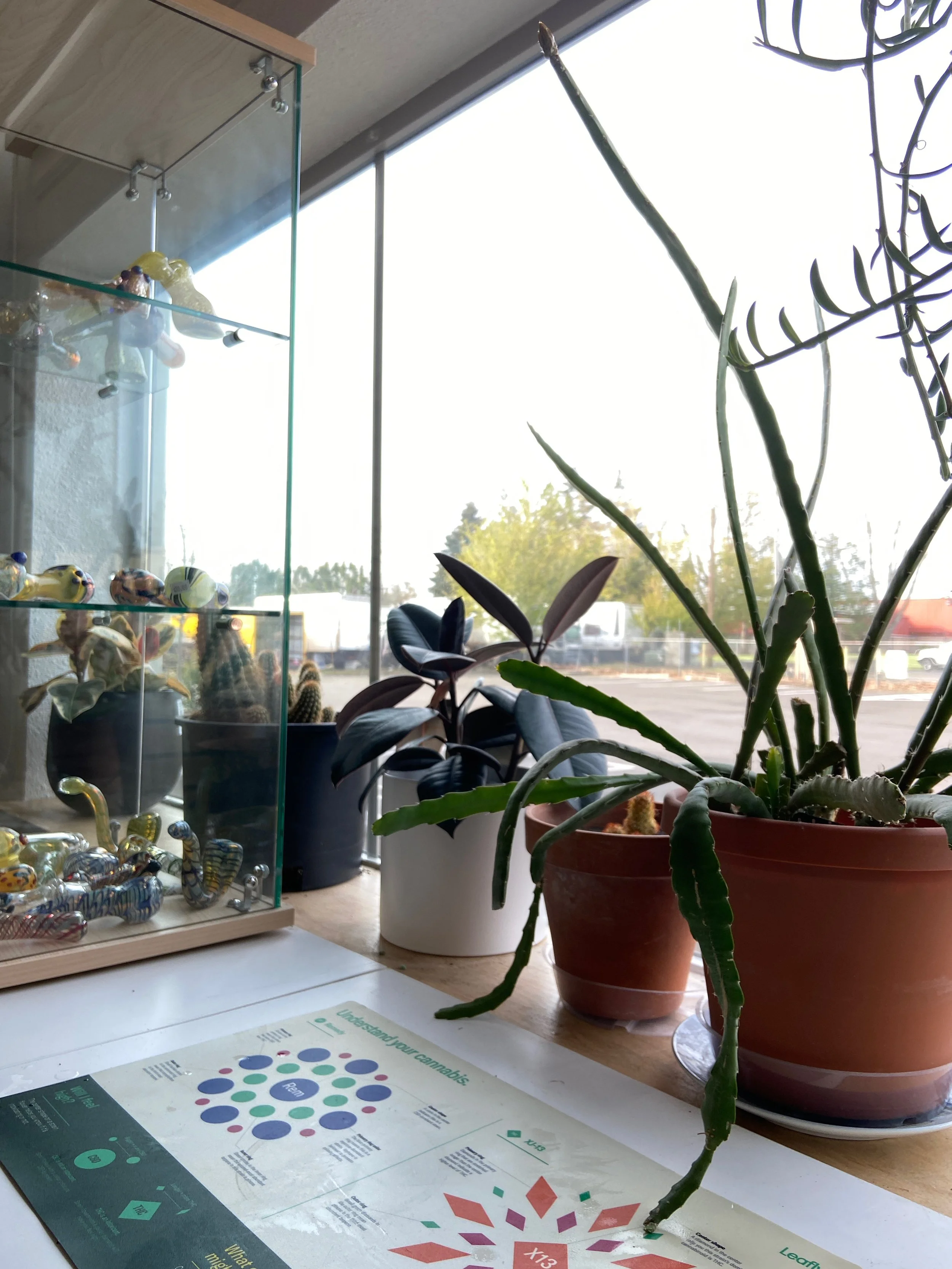 TREESTAR PLANTS - 1 of 28.jpeg