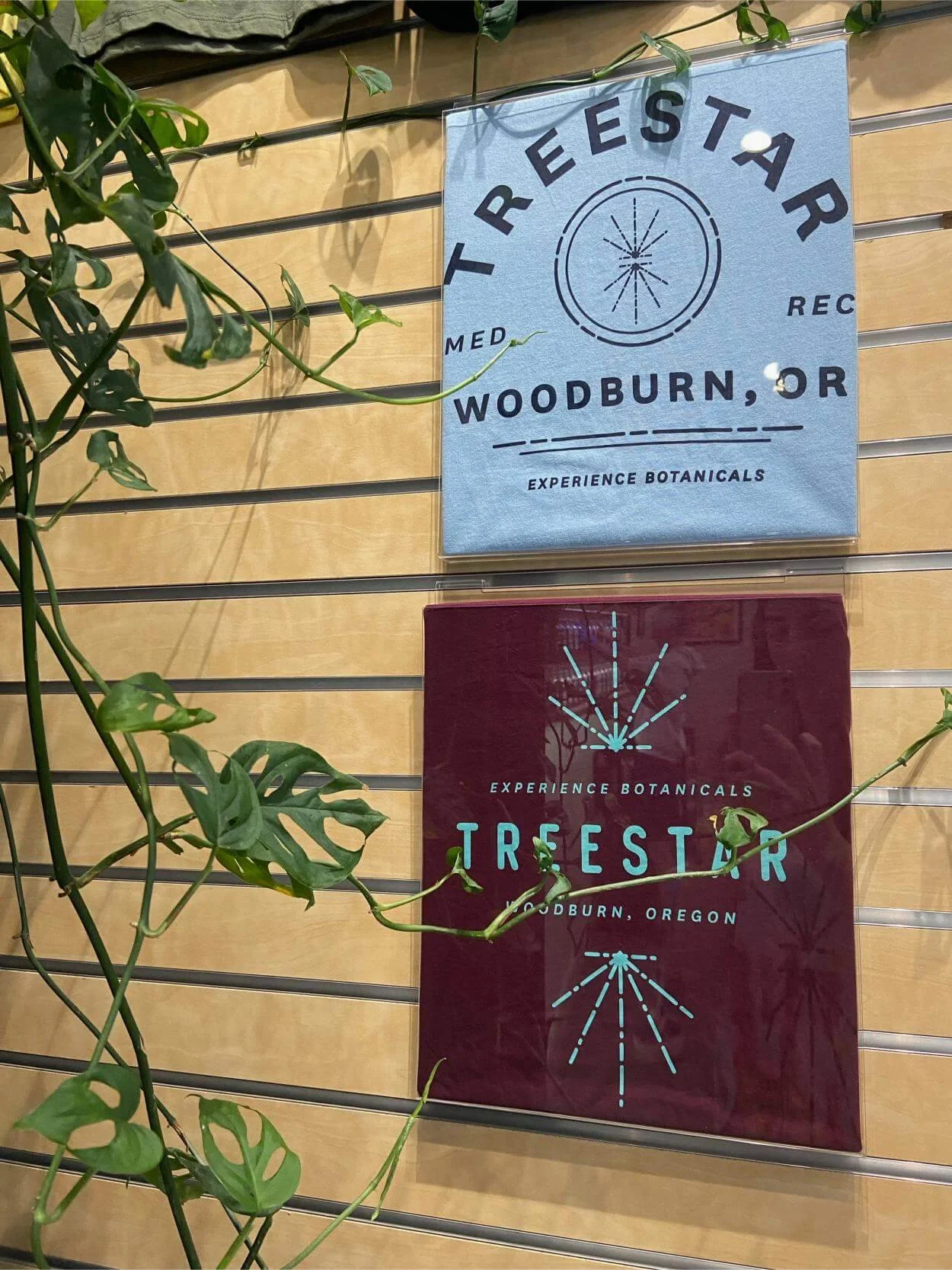 TREESTAR+PLANTS+-+14+of+28 (1).jpg