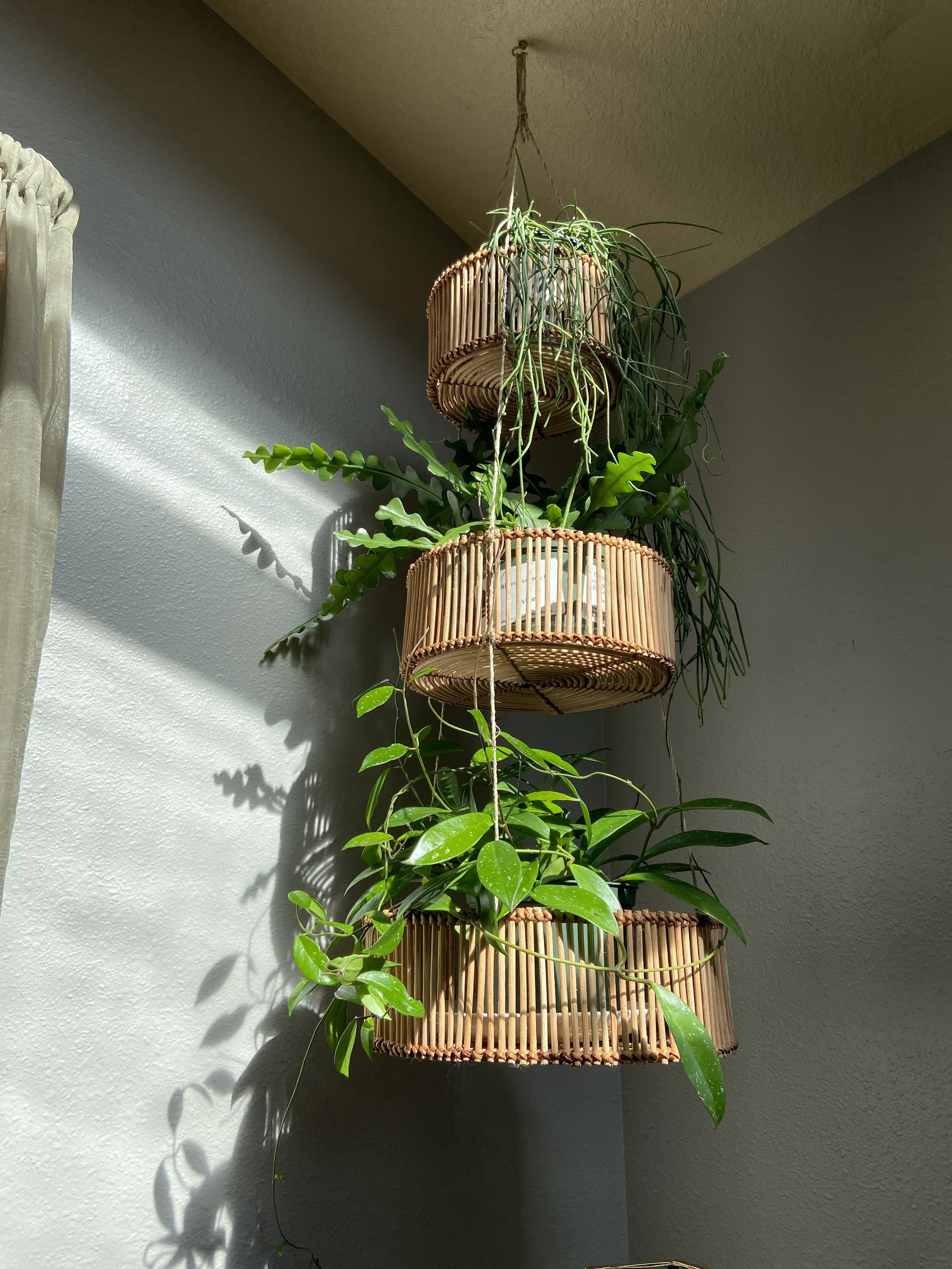 Beginner’s Guide to Indoor Plants