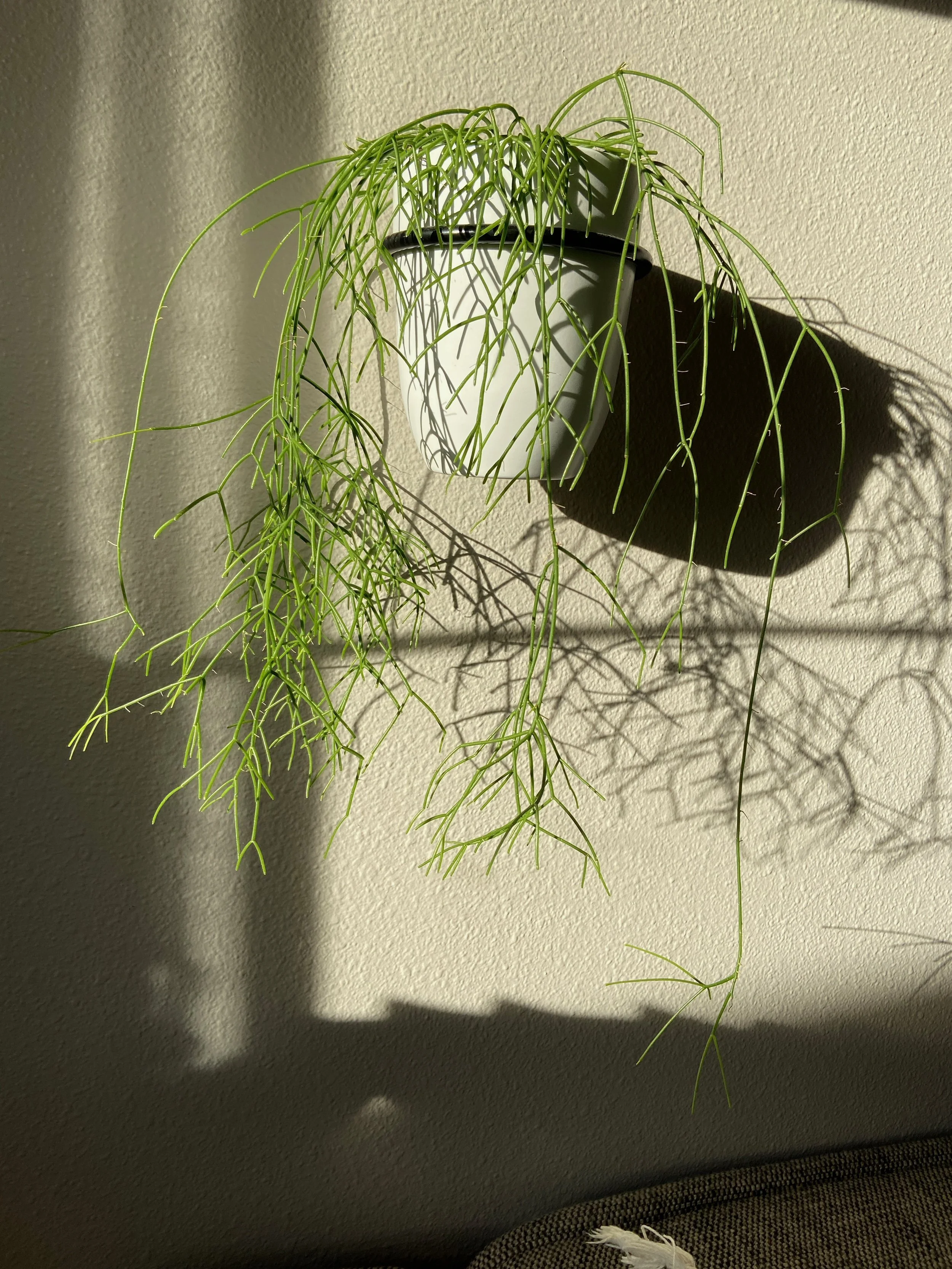 interior plantscaping services in portland OR