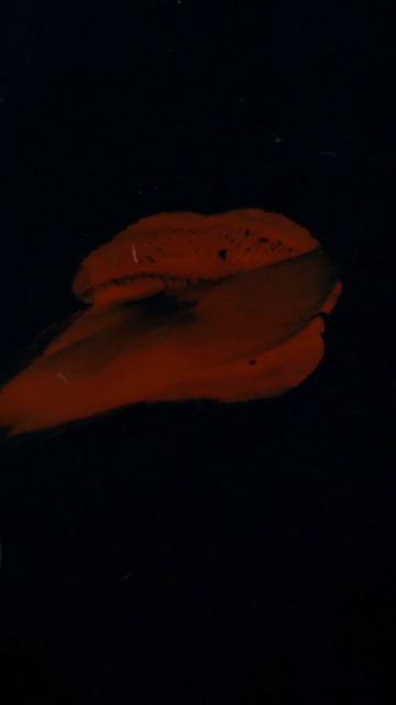 Untitled Project_FinalExport_08162022_JCArtistry_2024-01-19_12.13.18.png