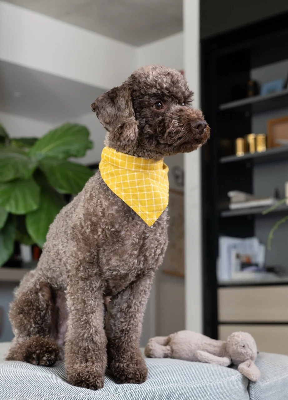 DSF0248HomeDogPhotographyTimmyTam Large.jpeg