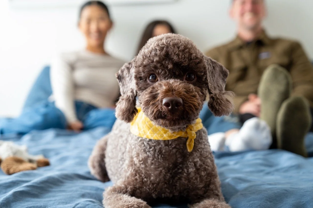 DSF0367HomeDogPhotographyTimmyTam Large.jpeg