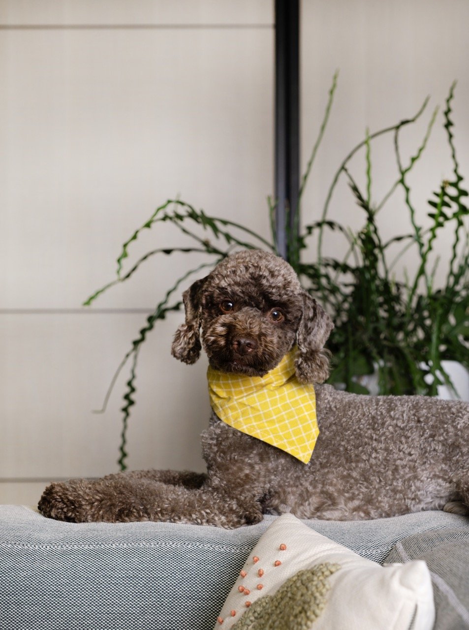 DSF0193HomeDogPhotographyTimmyTam Large.jpeg