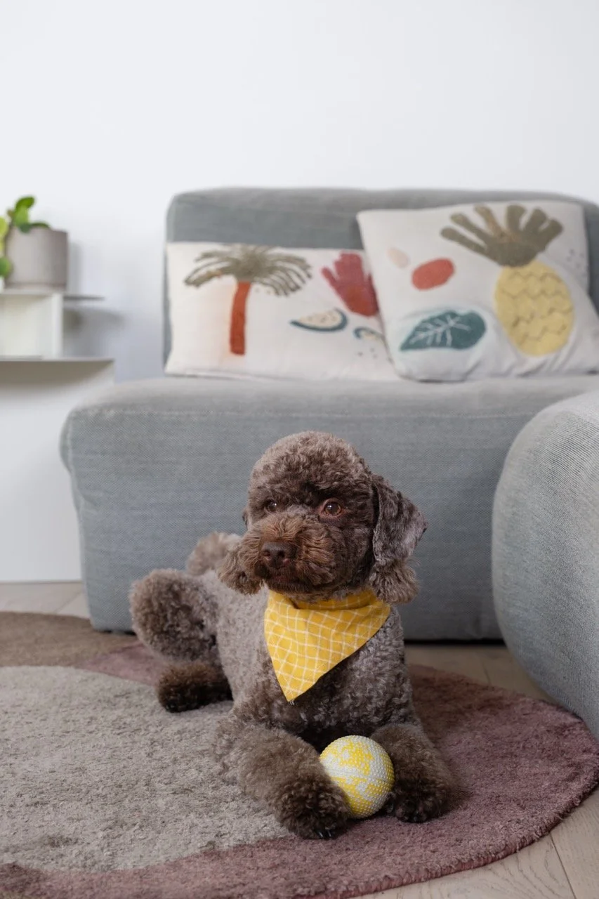 DSF0212HomeDogPhotographyTimmyTam Large.jpeg