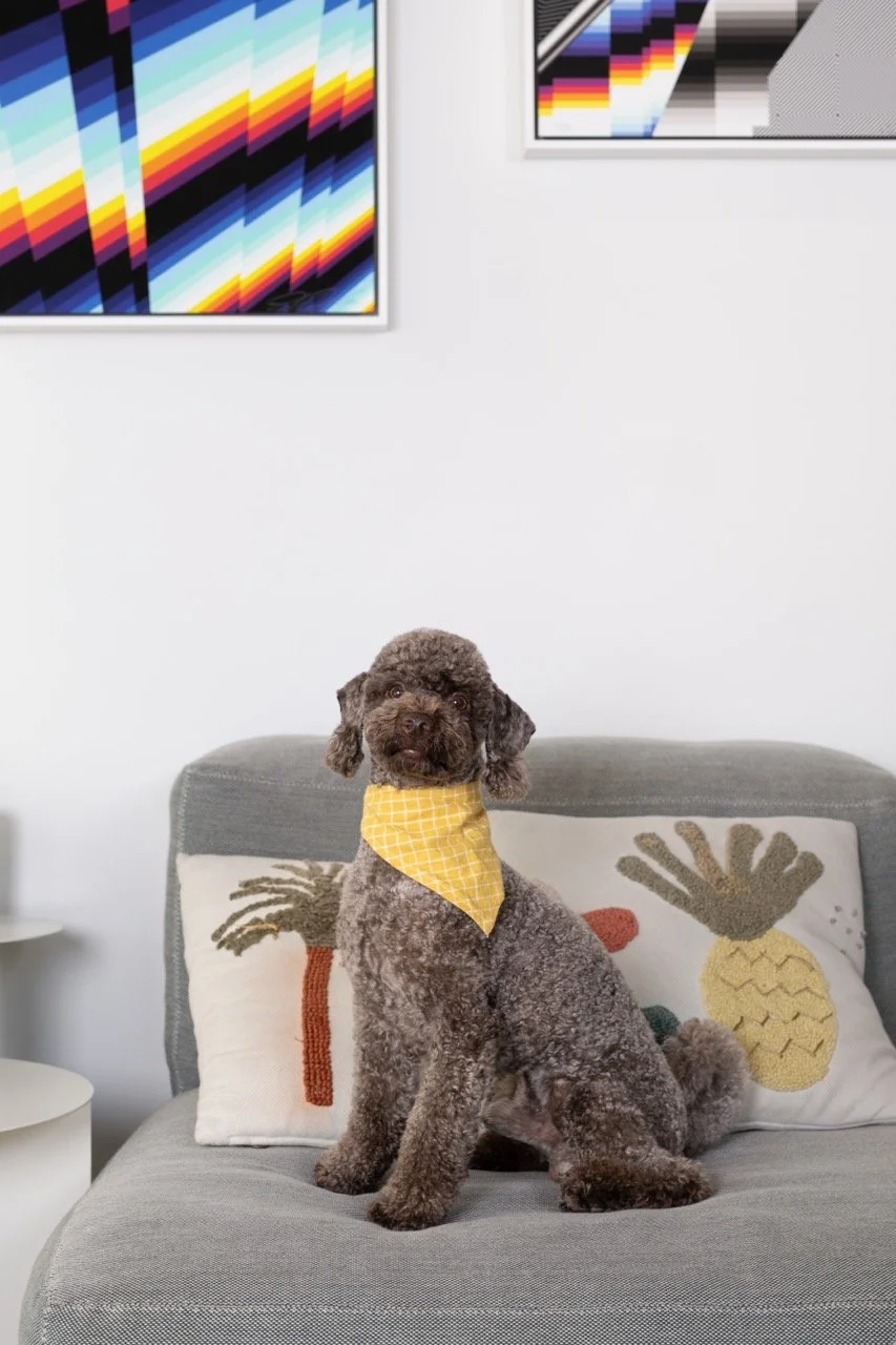 DSF0183HomeDogPhotographyTimmyTam Large.jpeg