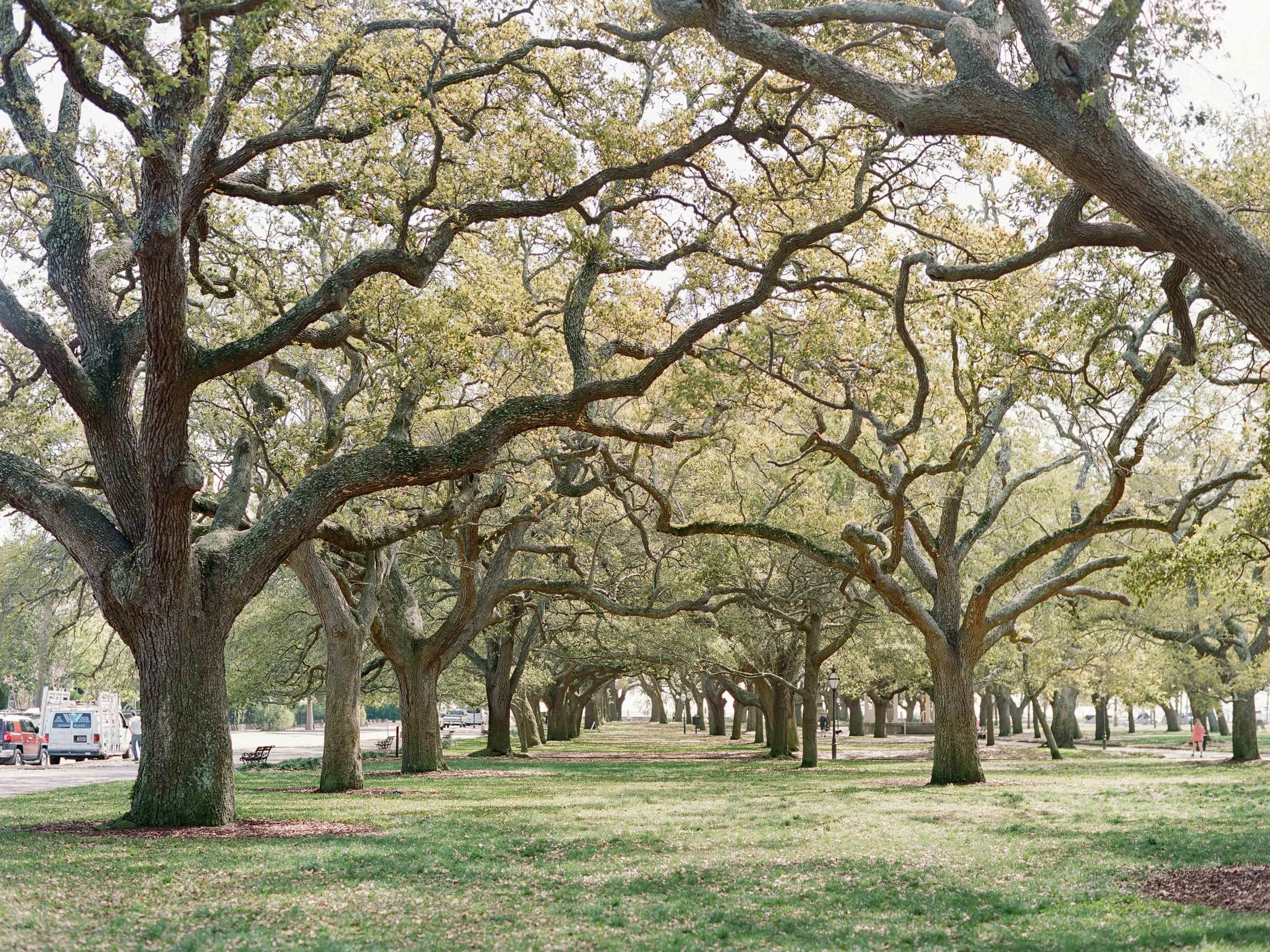 live oak trees with Spanish moss at White Point Garden in Charleston South Carolina