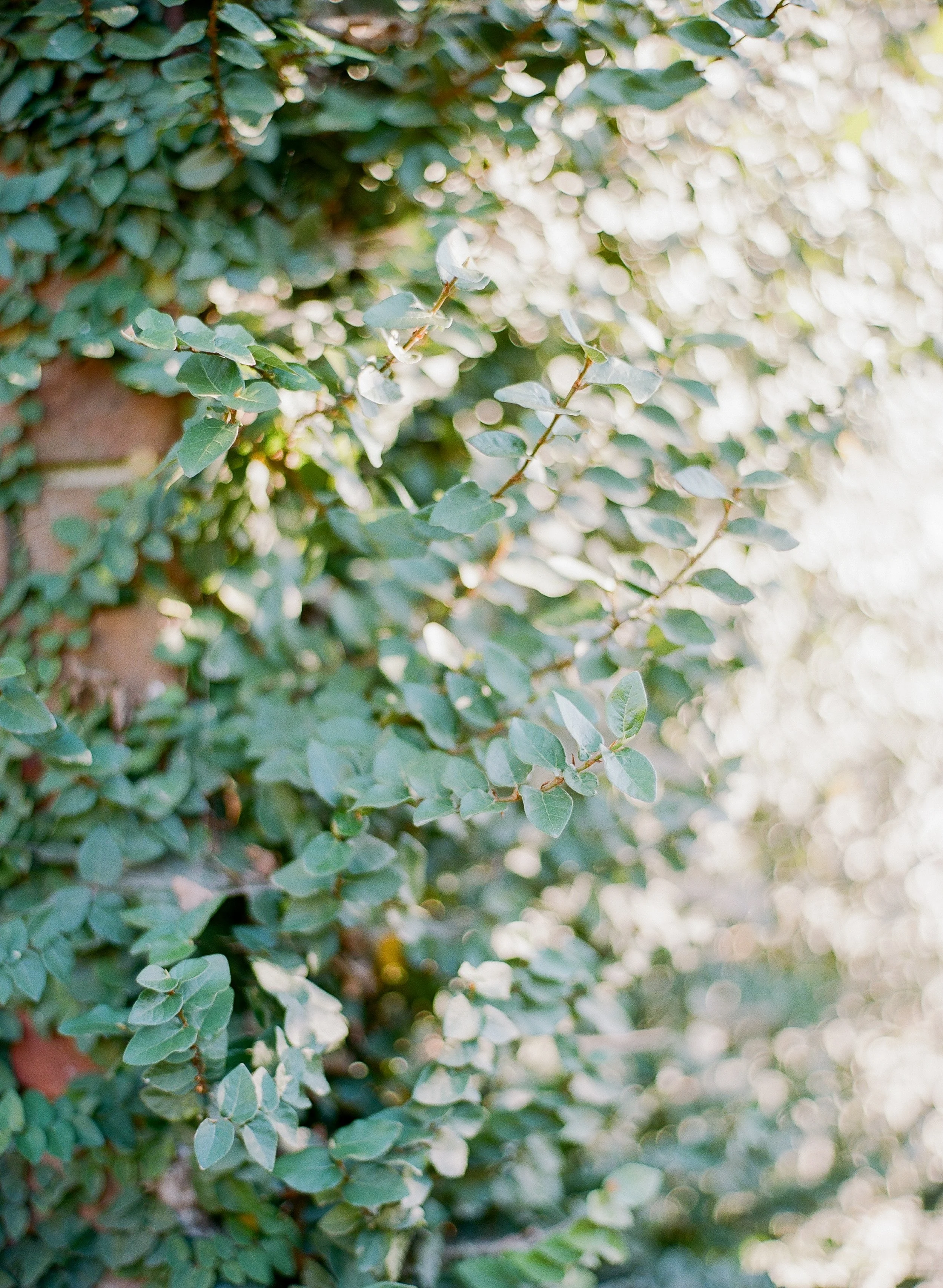 ivy covered wall in downtown Charleston with soft natural light and greenery texture