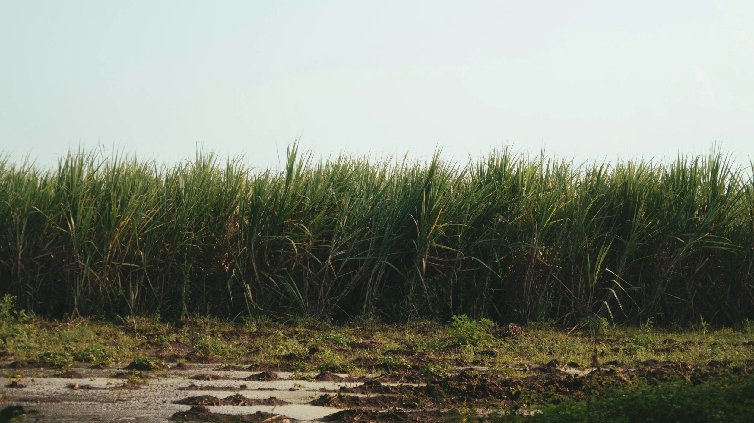 Field of sugarcane plants under a clear sky.