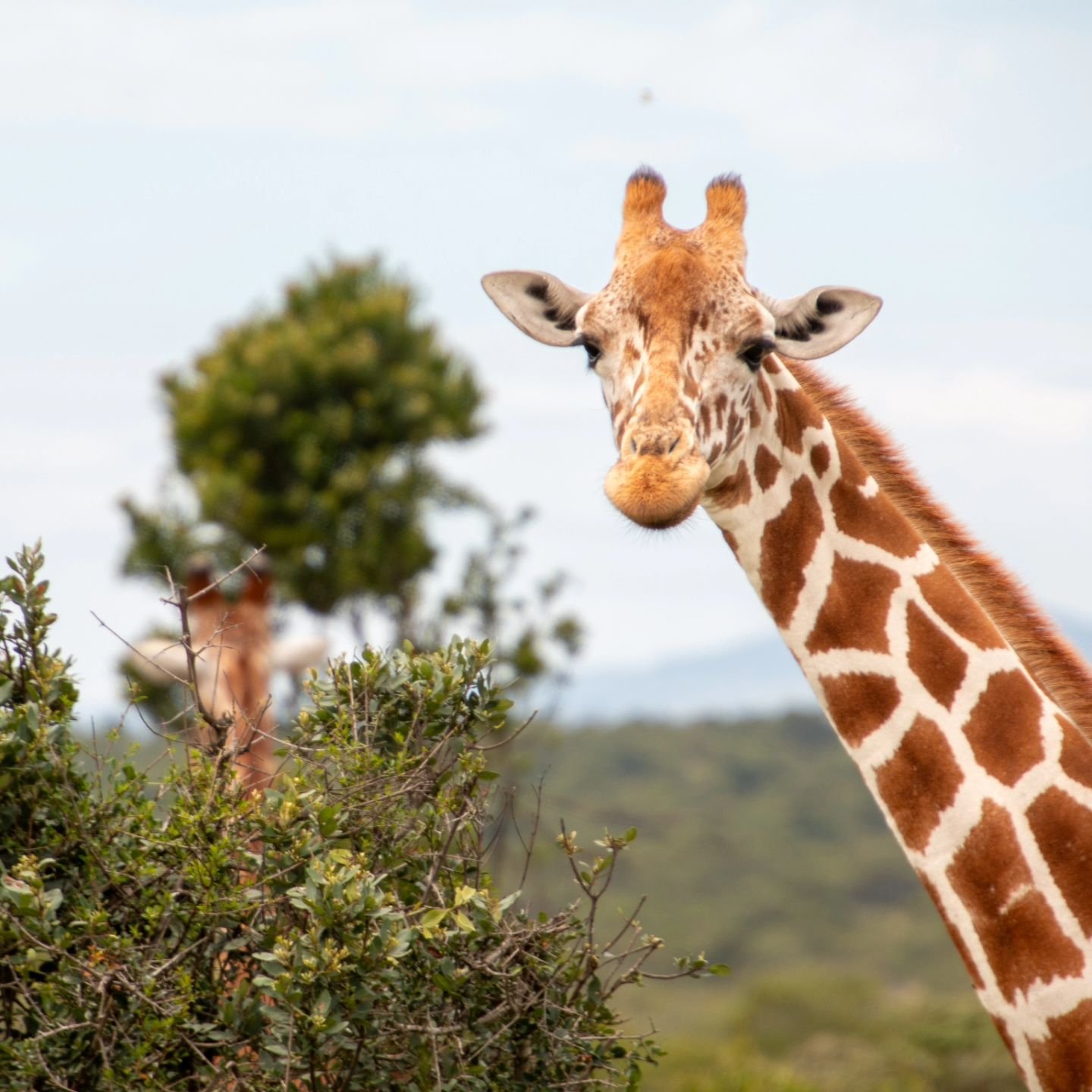 Magical Safari memories! You can create some of your own if you join us next August in Tanzania. 

Here are a few of my own from Safari in Kenya back in 2020 to inspire your own adventure! 

Which would you be most excited to see in person?! 

📸 1 -