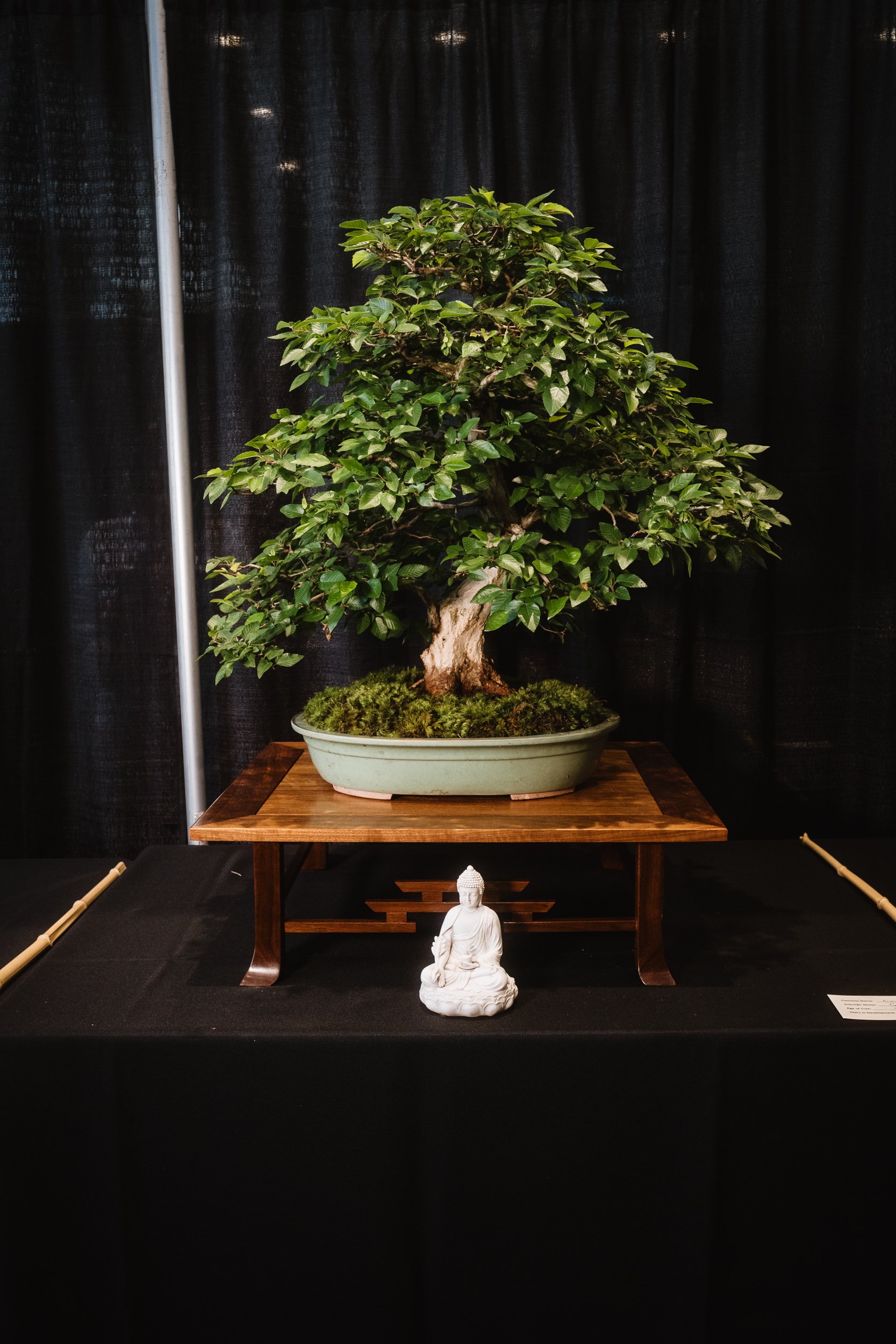 tree portraits-43.jpg