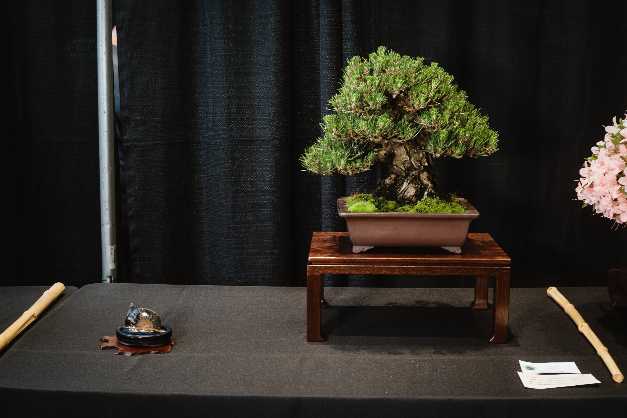 tree portraits-53.jpg