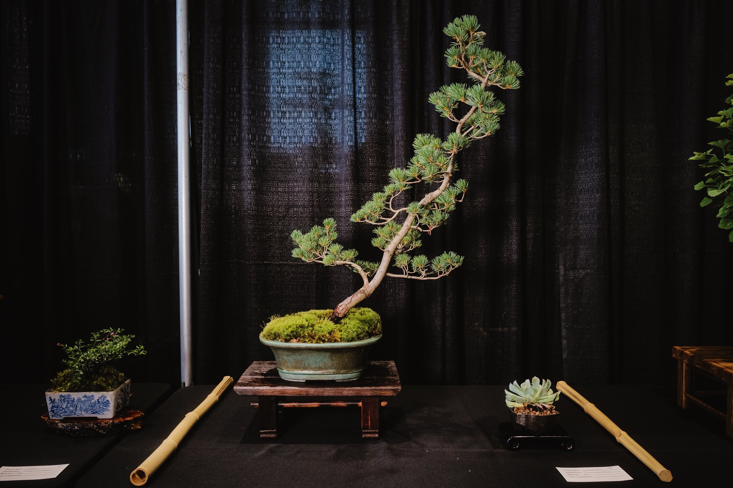 tree portraits-14.jpg