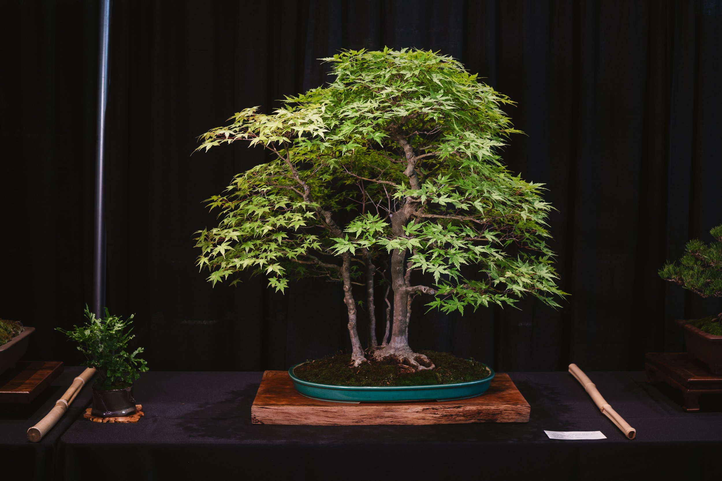 tree portraits-3.jpg