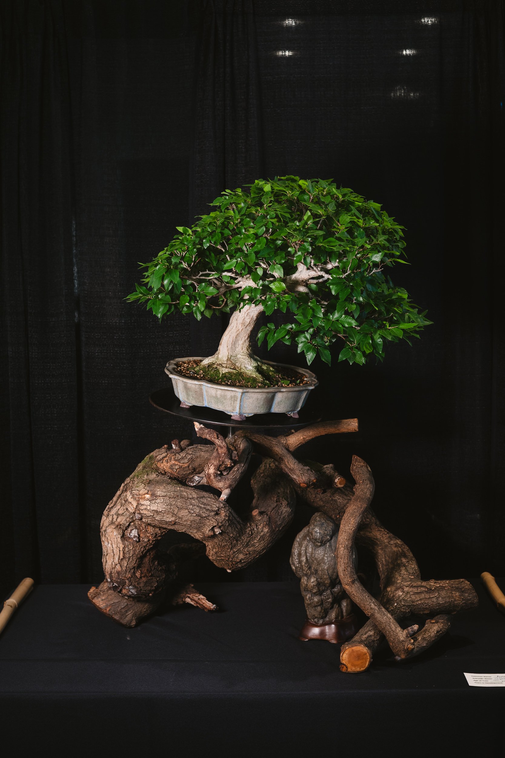 tree portraits.jpg