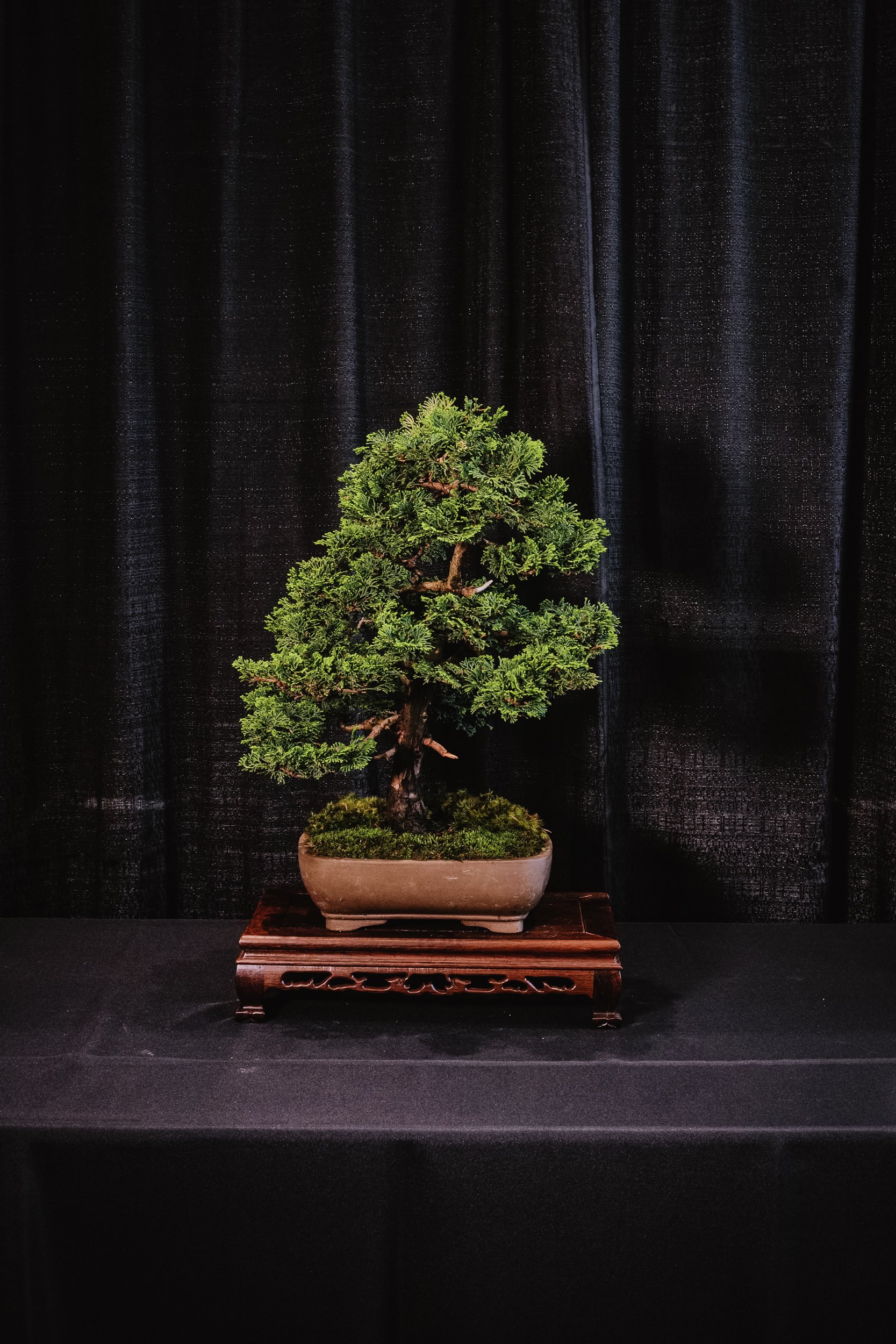 tree portraits-37.jpg