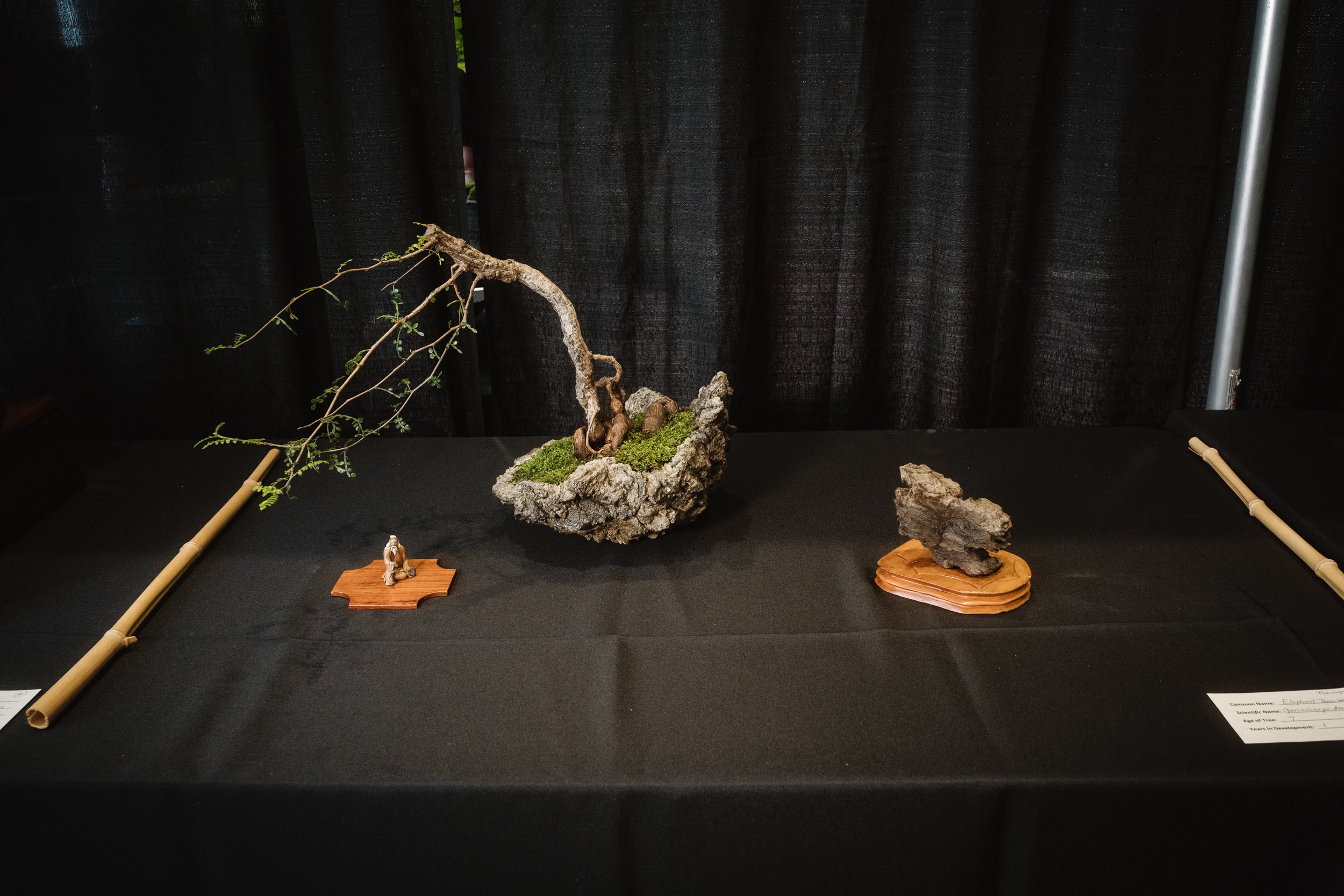 tree portraits-42.jpg