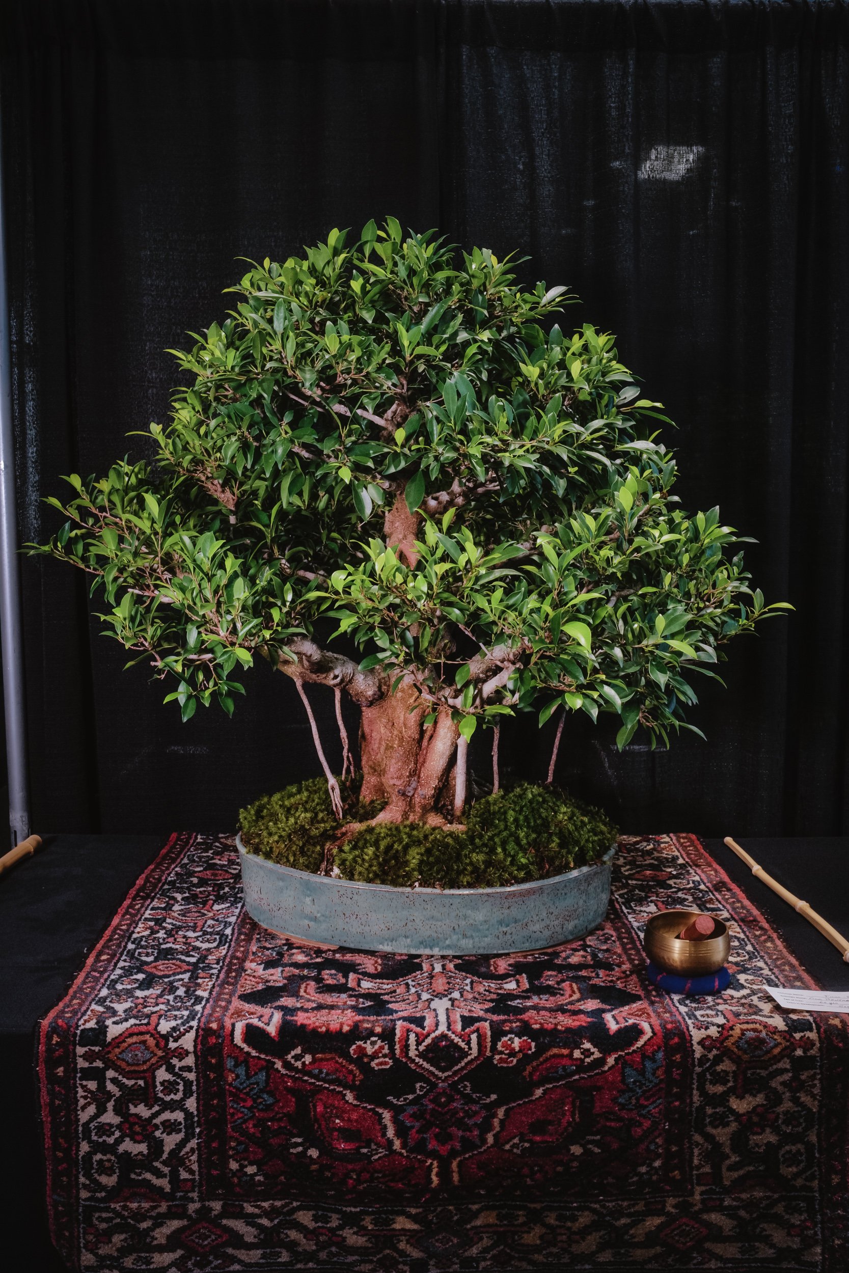 tree portraits-34.jpg