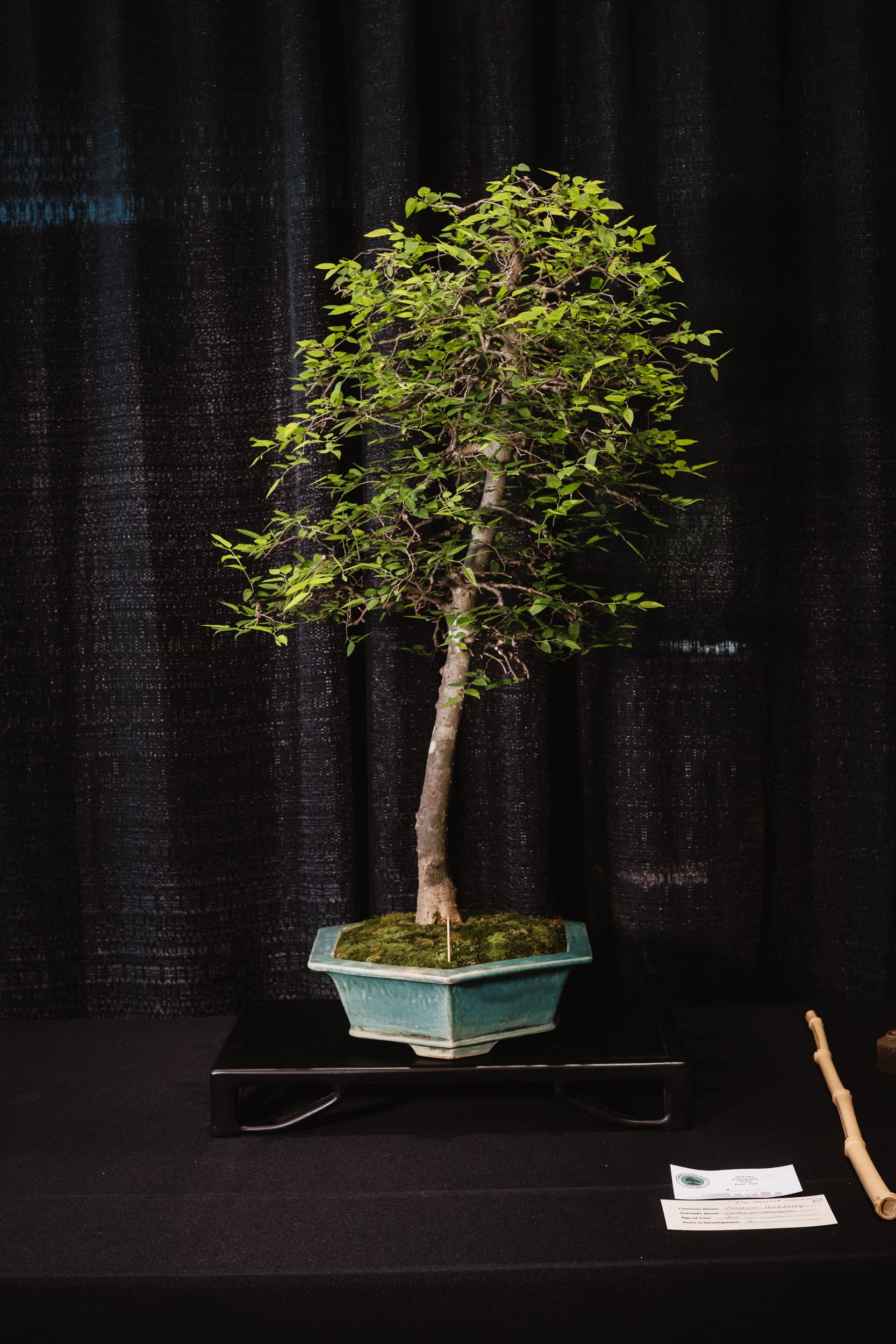 tree portraits-47.jpg