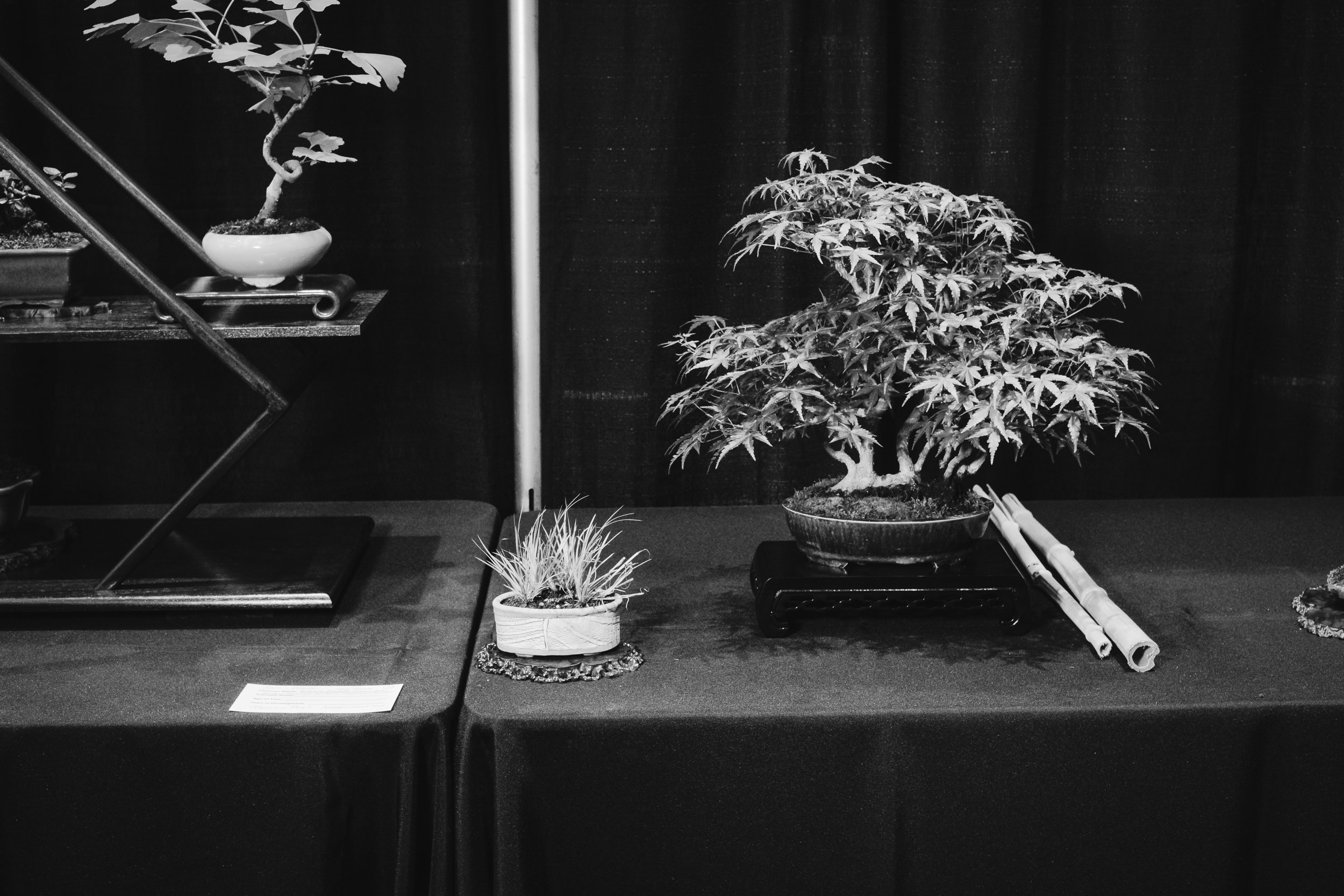 tree portraits-32.jpg