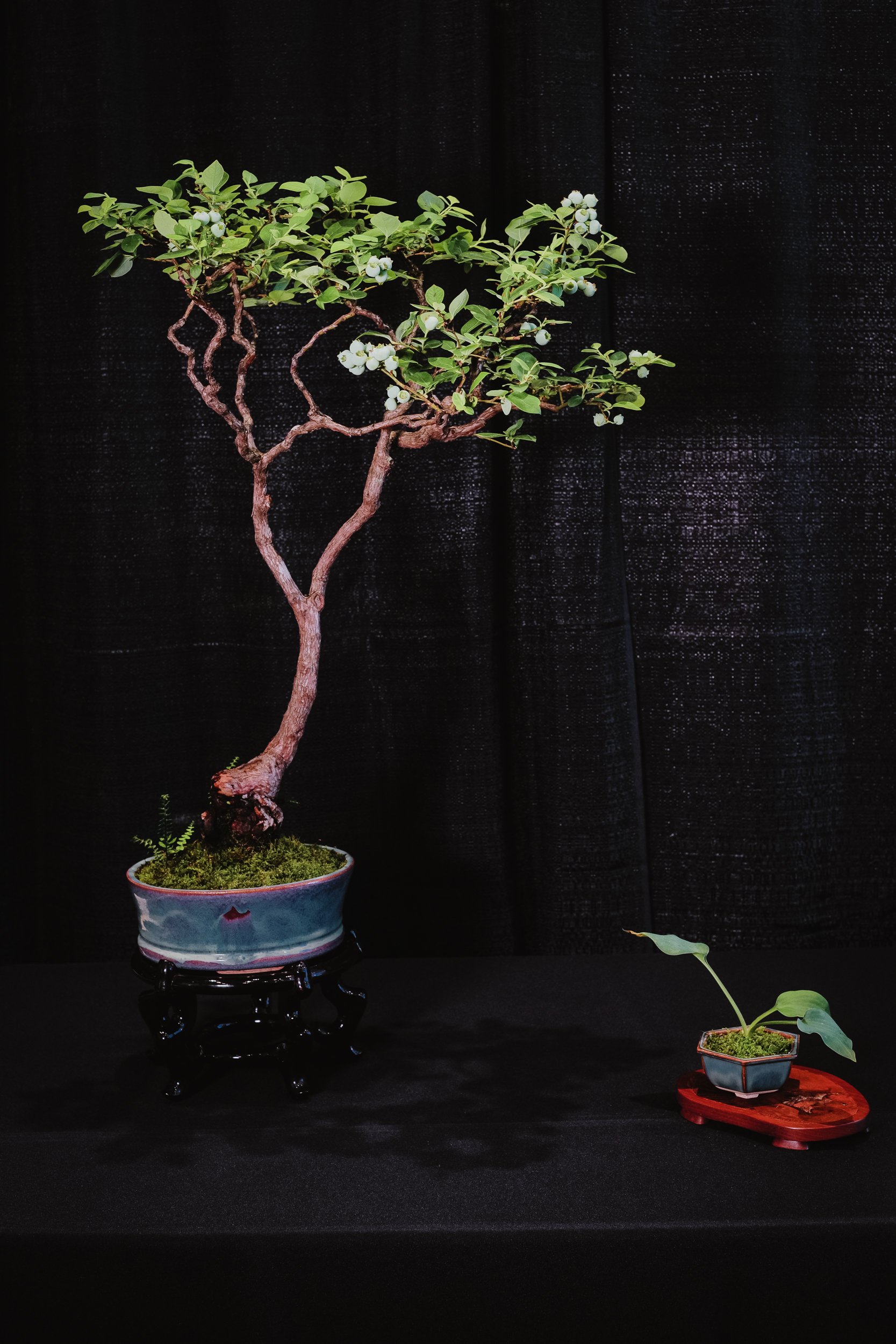 tree portraits-19.jpg