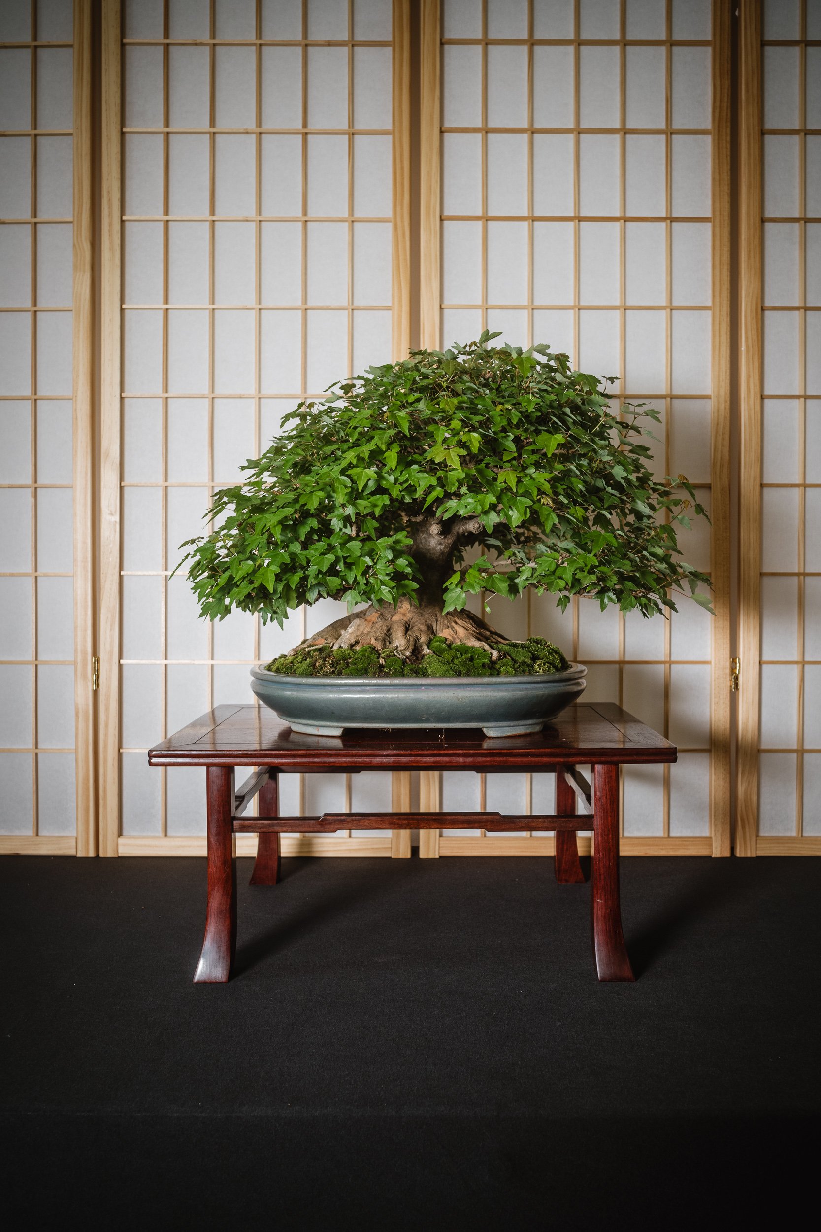 legacy trees-2.jpg