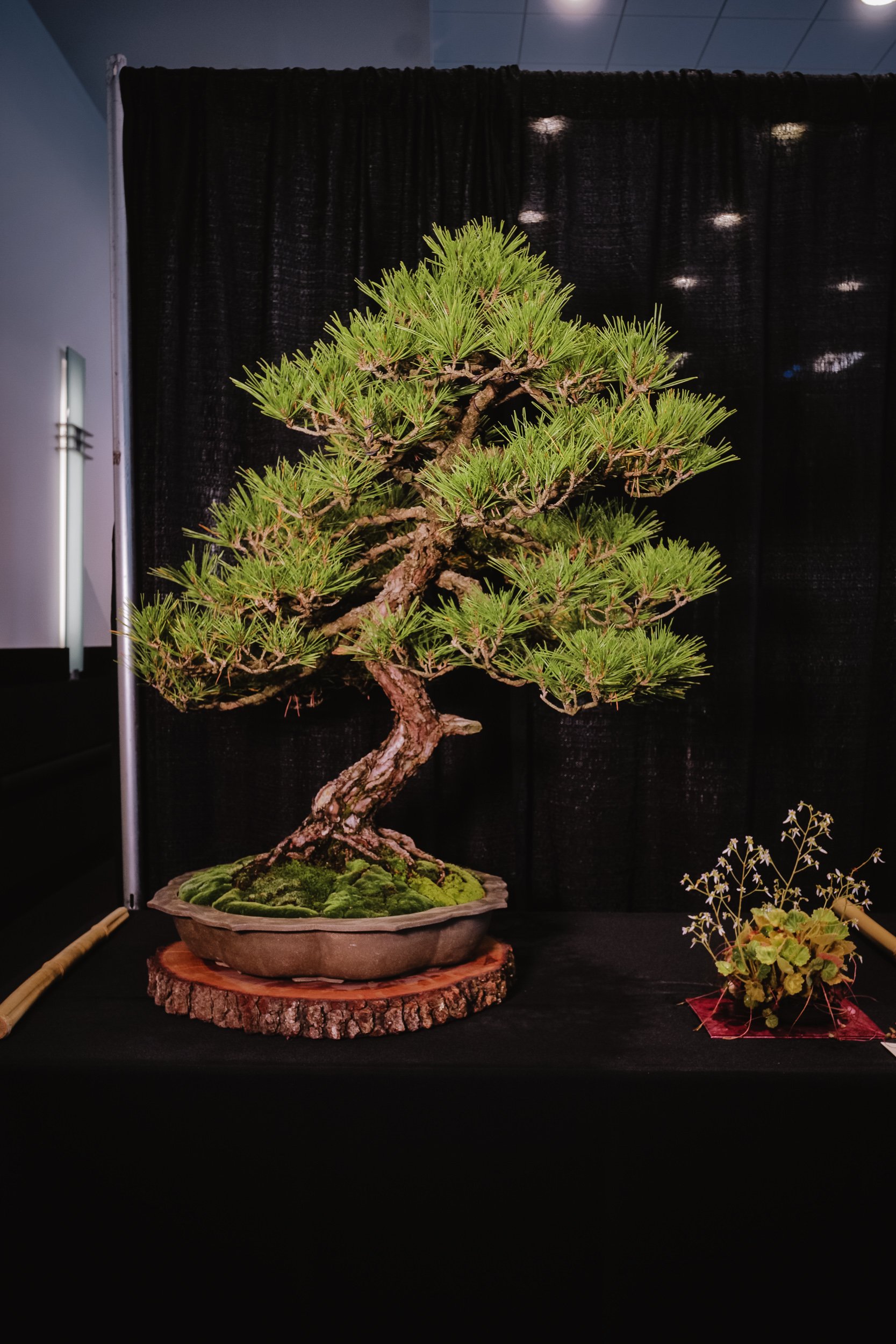 tree portraits-17.jpg