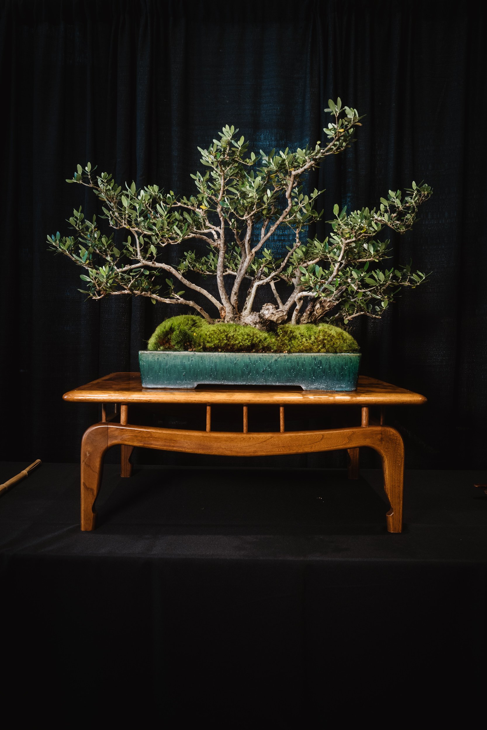 tree portraits-12.jpg