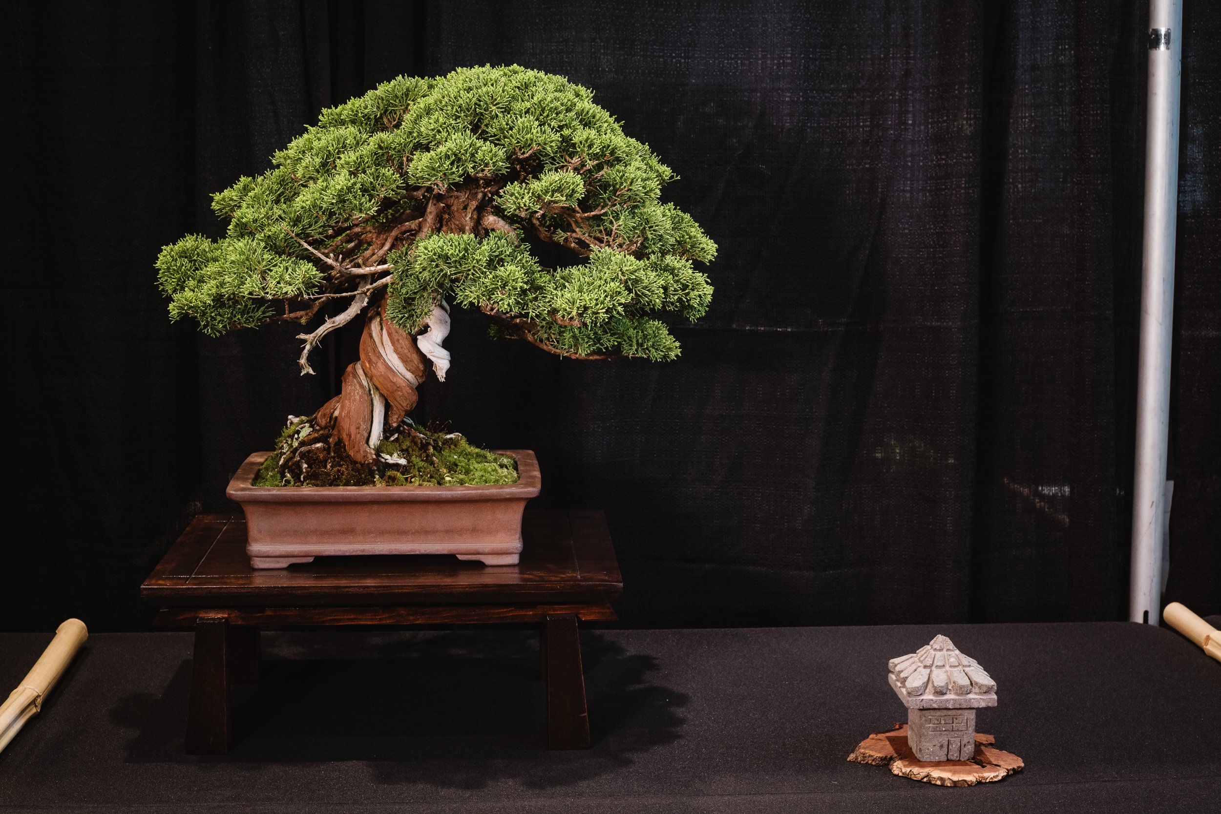 tree portraits-23.jpg