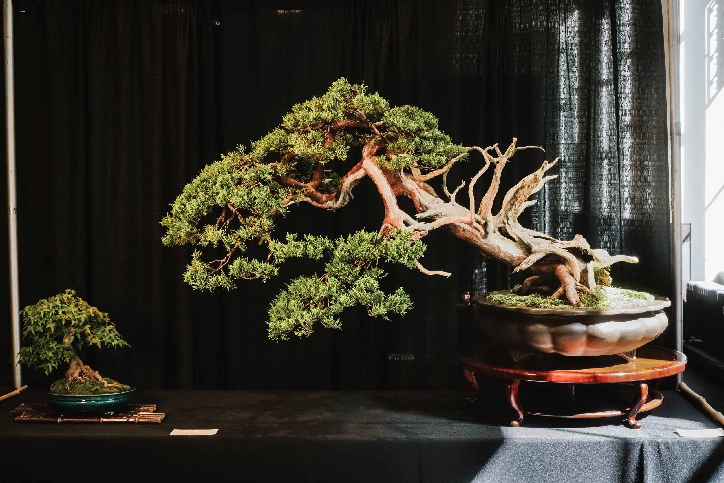 tree portraits-7.jpg