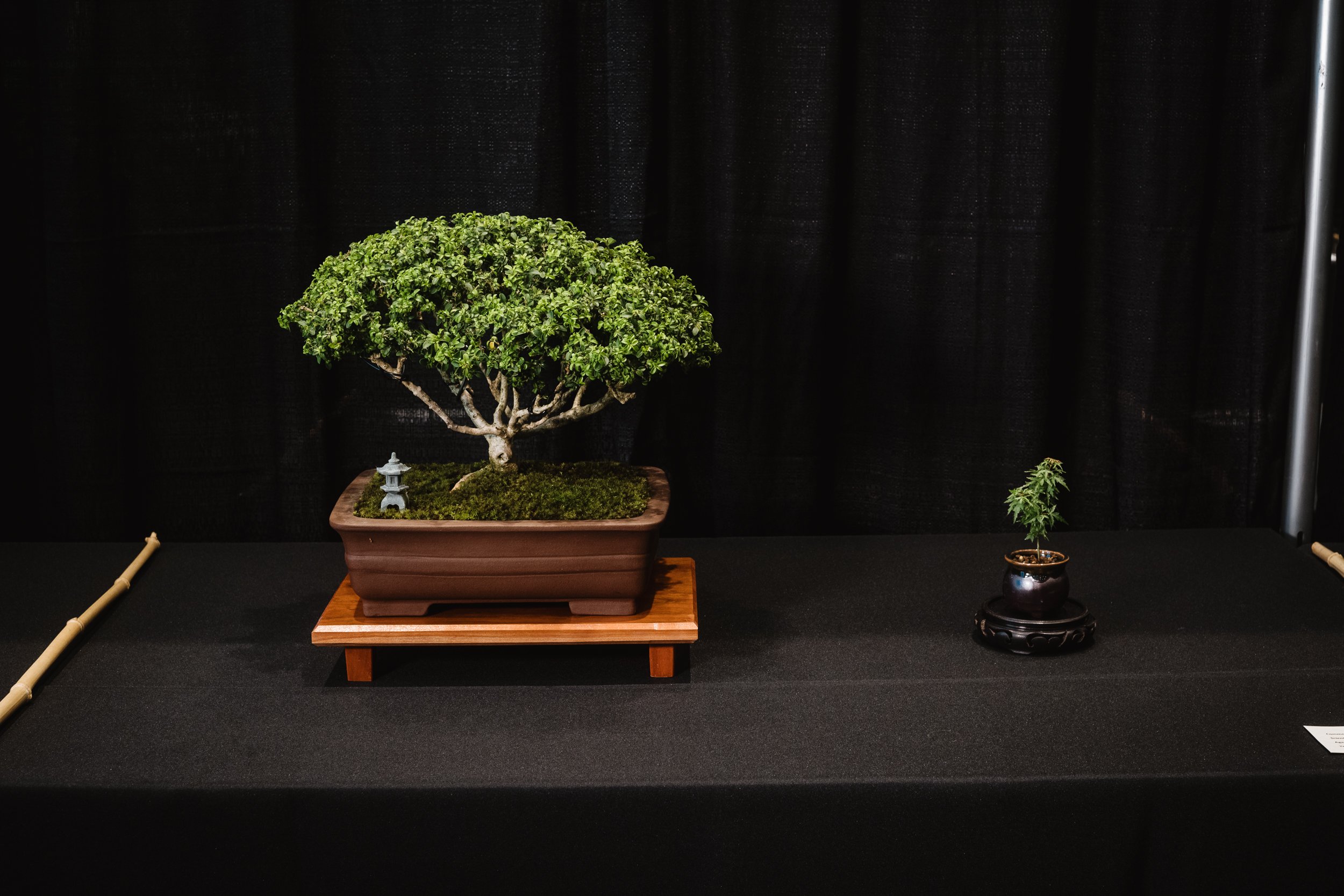 tree portraits-44.jpg