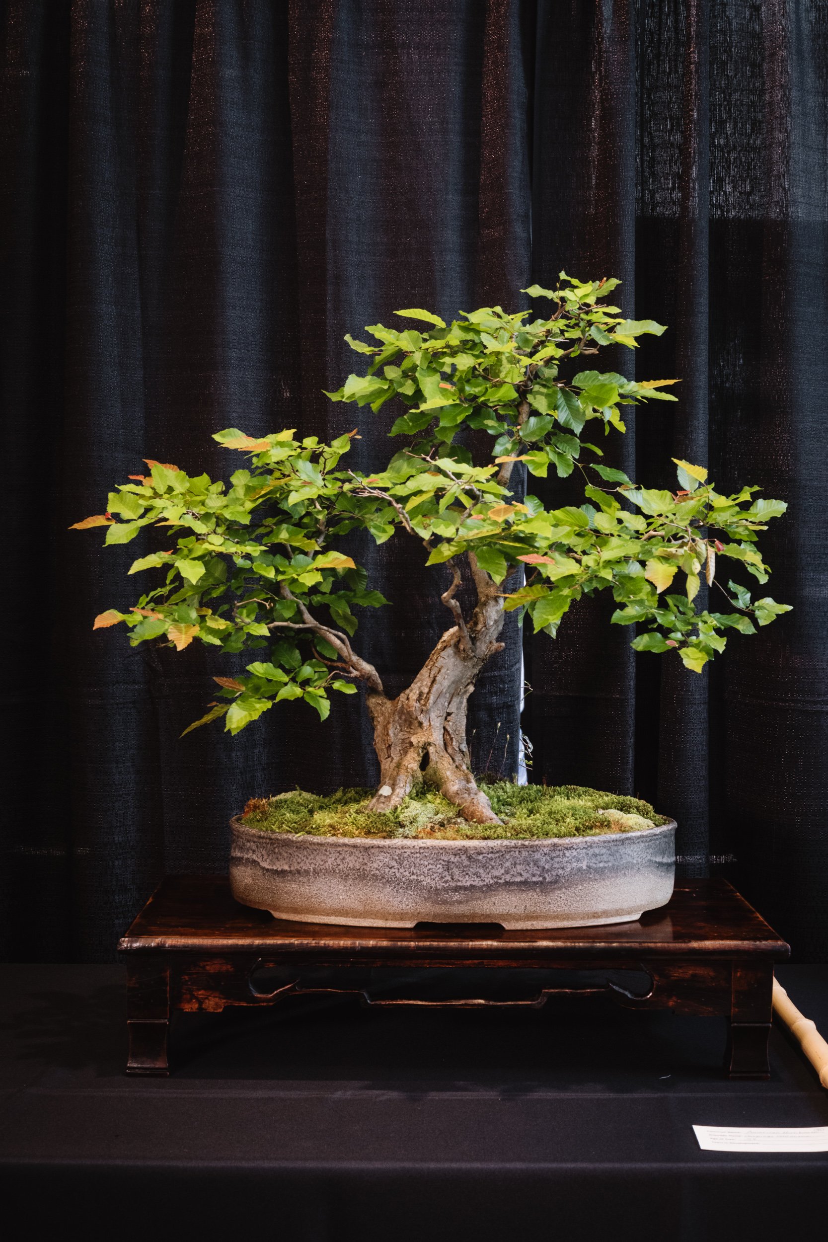 tree portraits-39.jpg