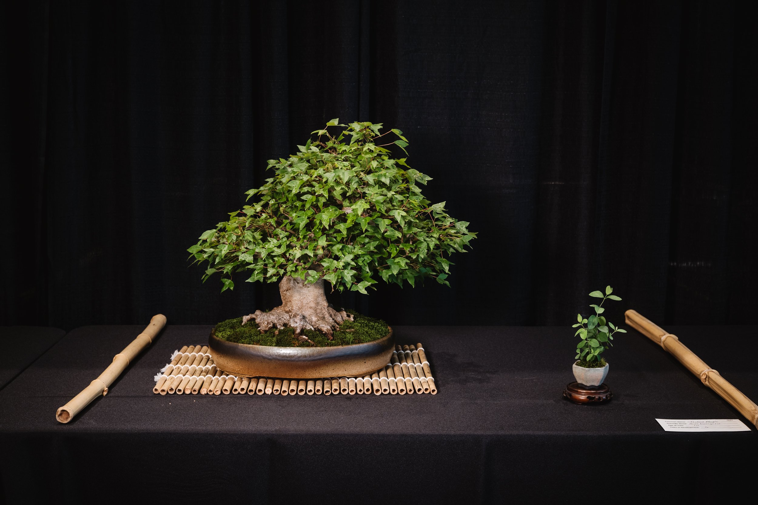 tree portraits-5.jpg