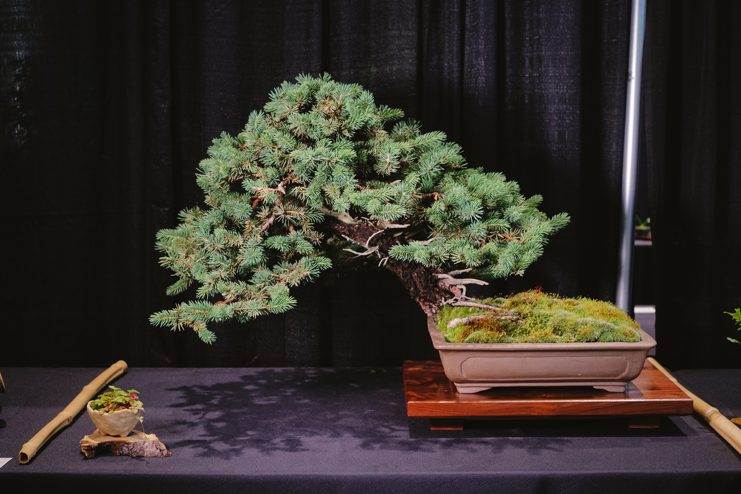 tree portraits-2.jpg