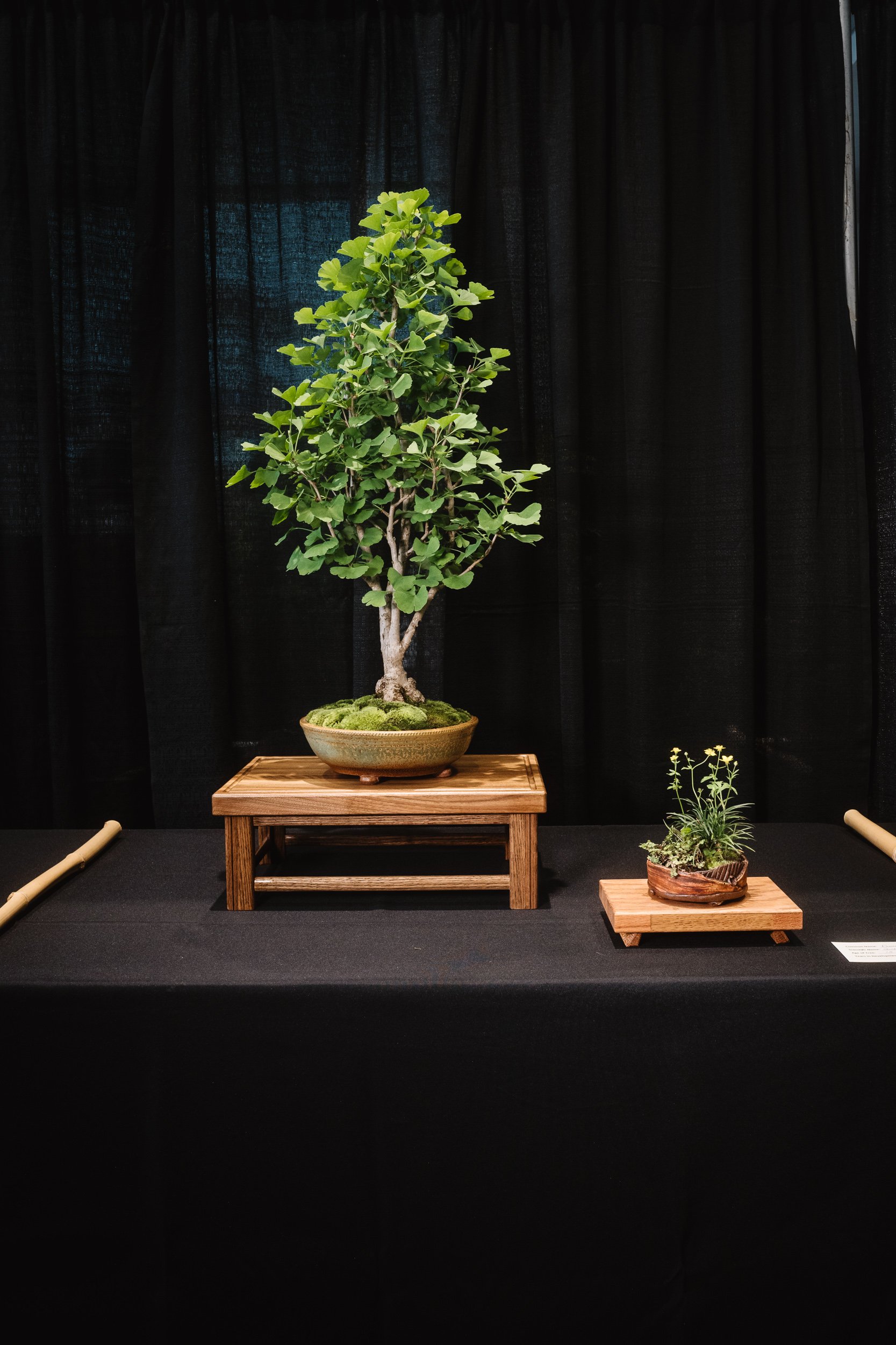 tree portraits-15.jpg