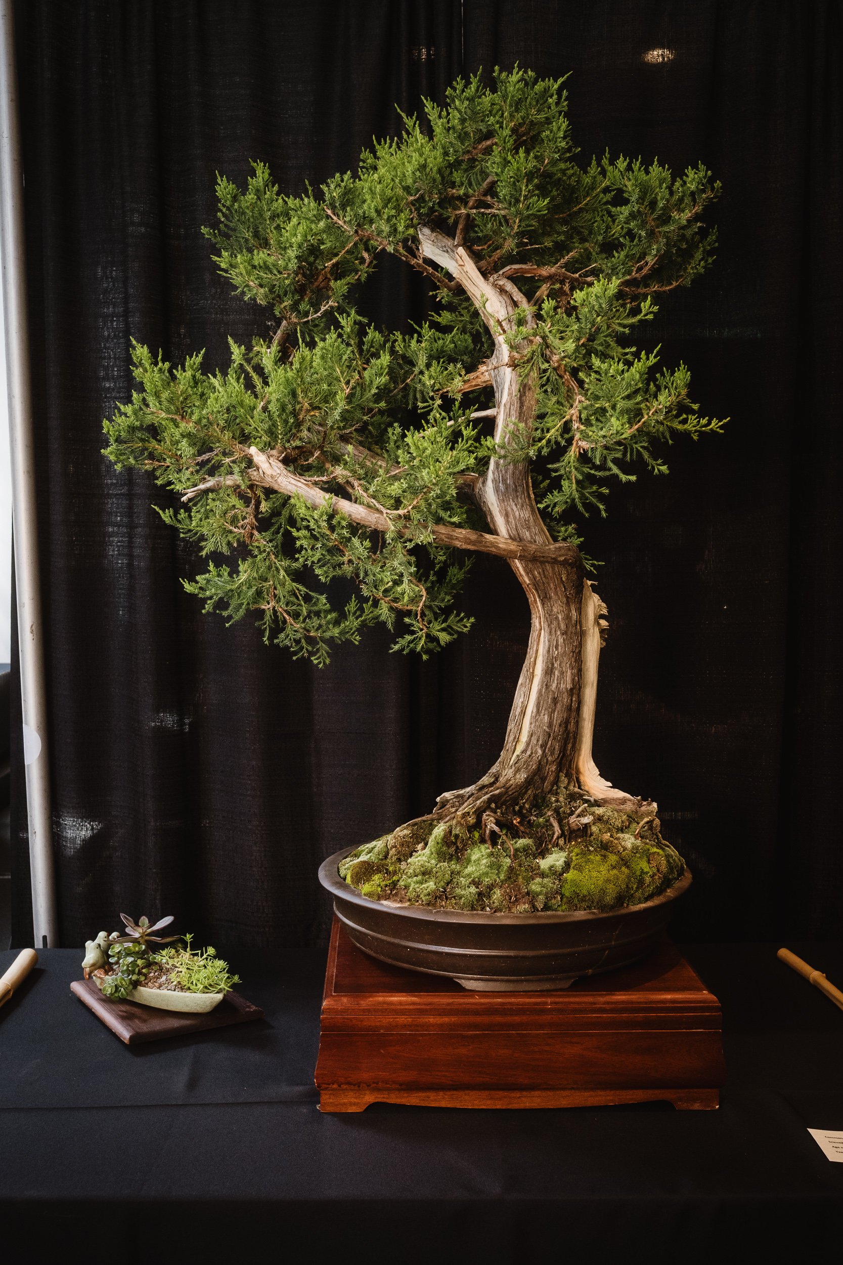 tree portraits-41.jpg