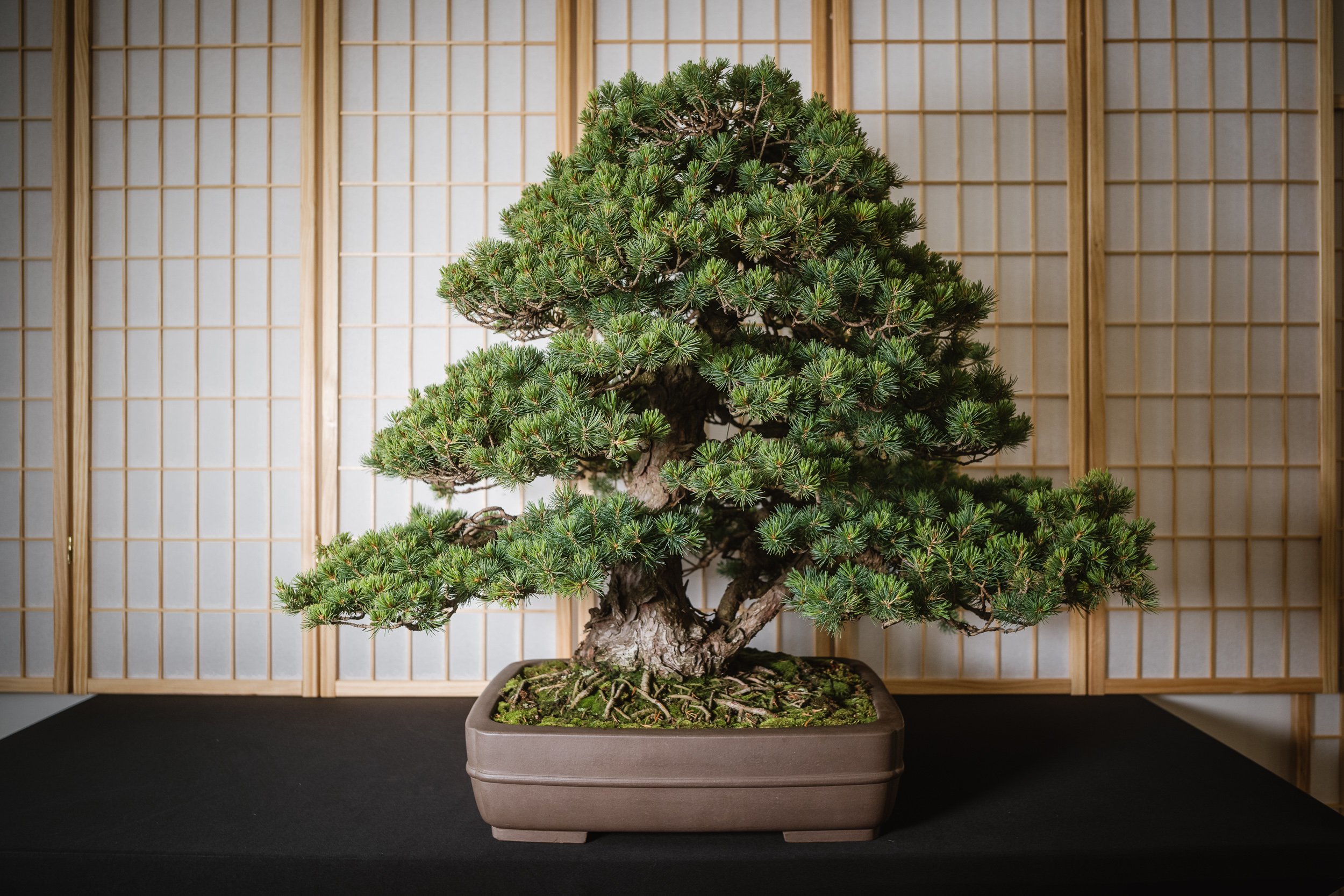 legacy trees-3.jpg