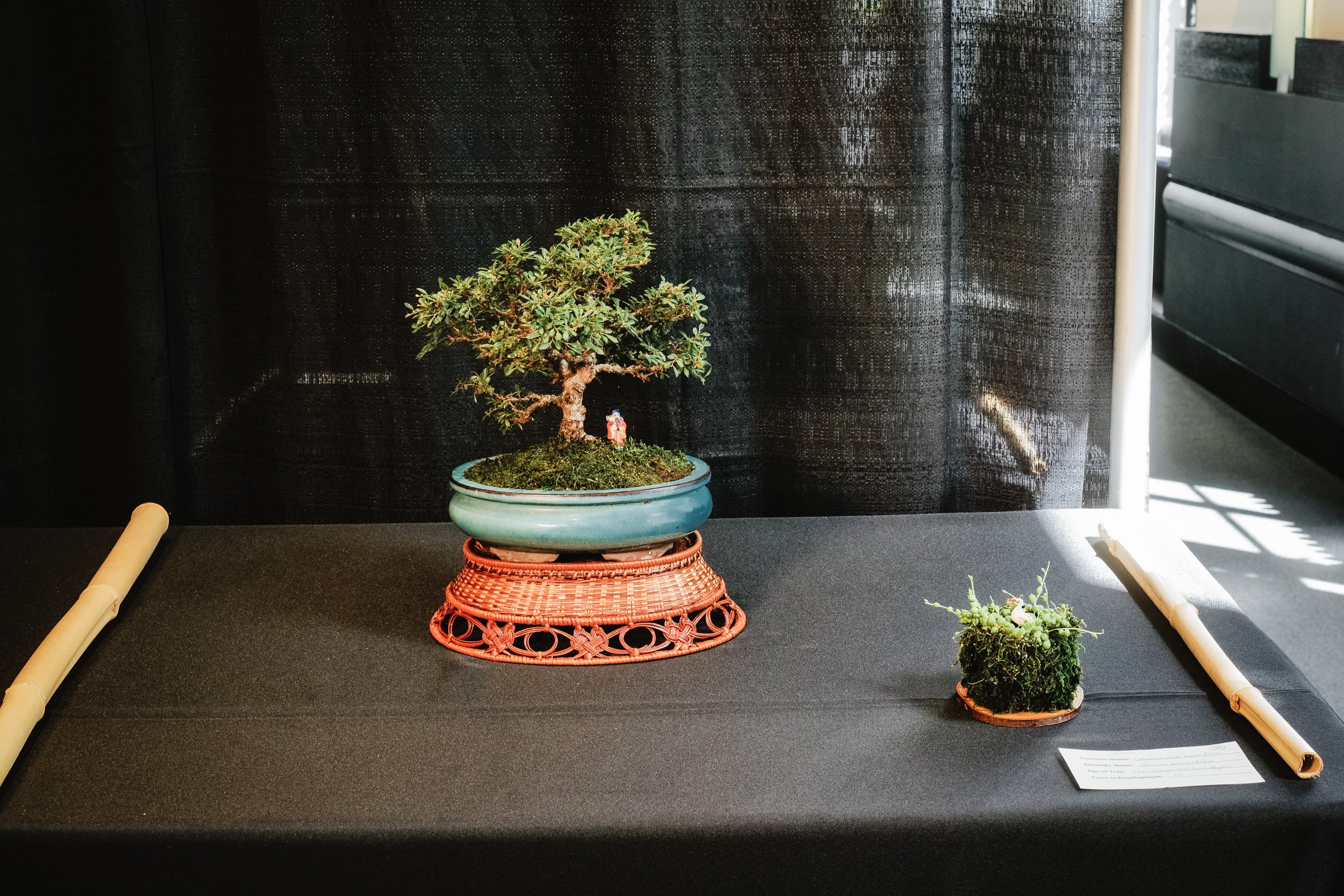 tree portraits-25.jpg