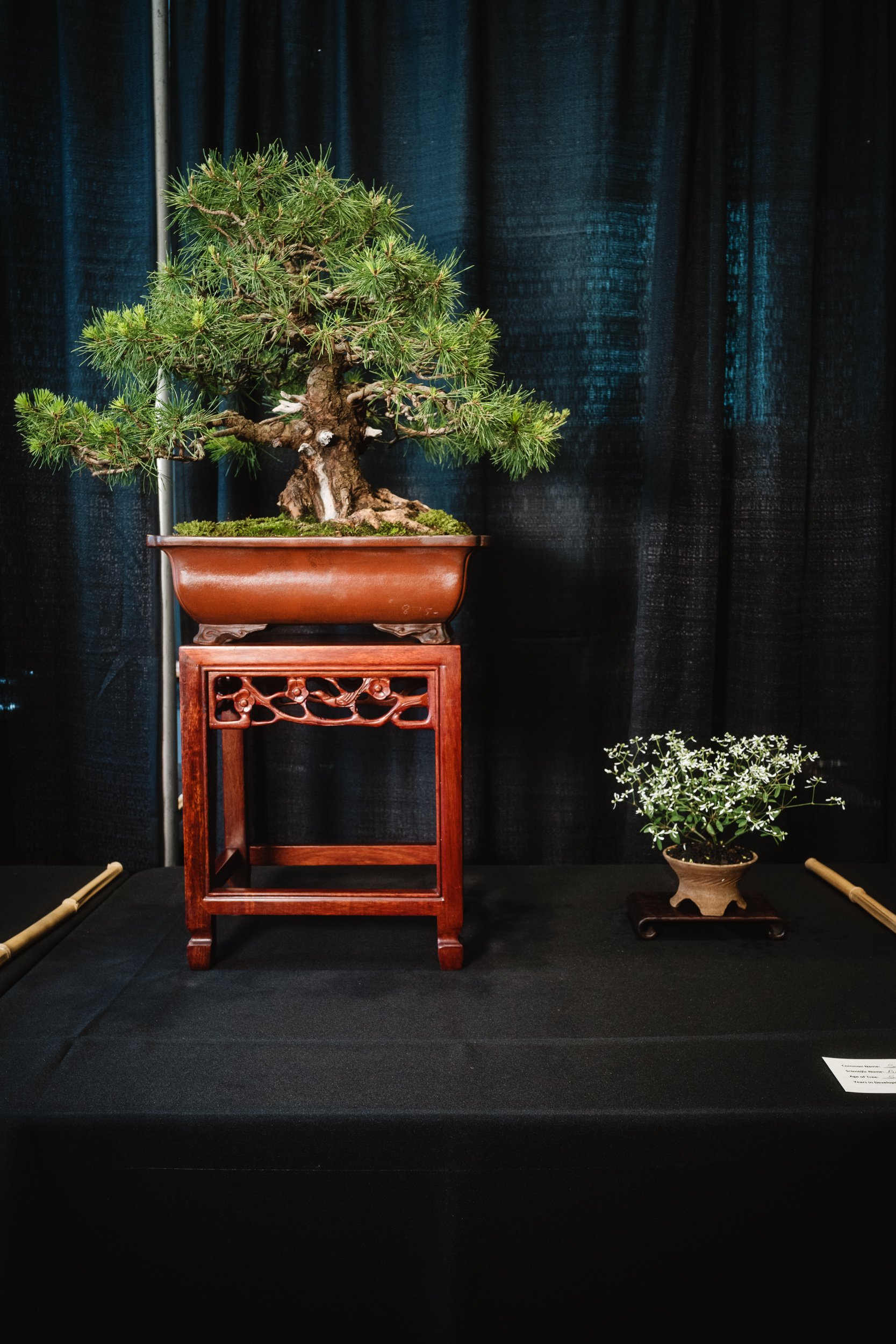 tree portraits-11.jpg