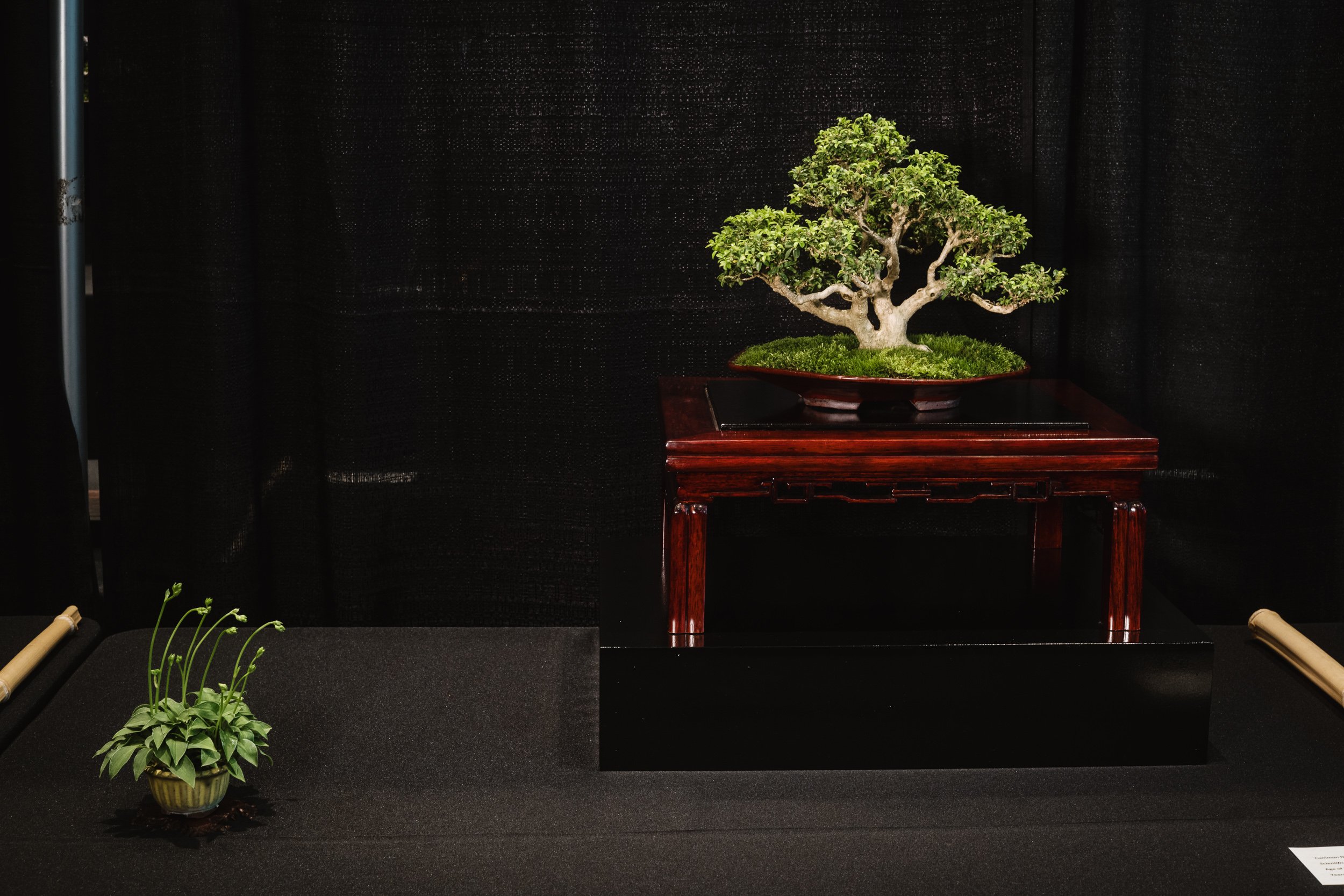 tree portraits-21.jpg