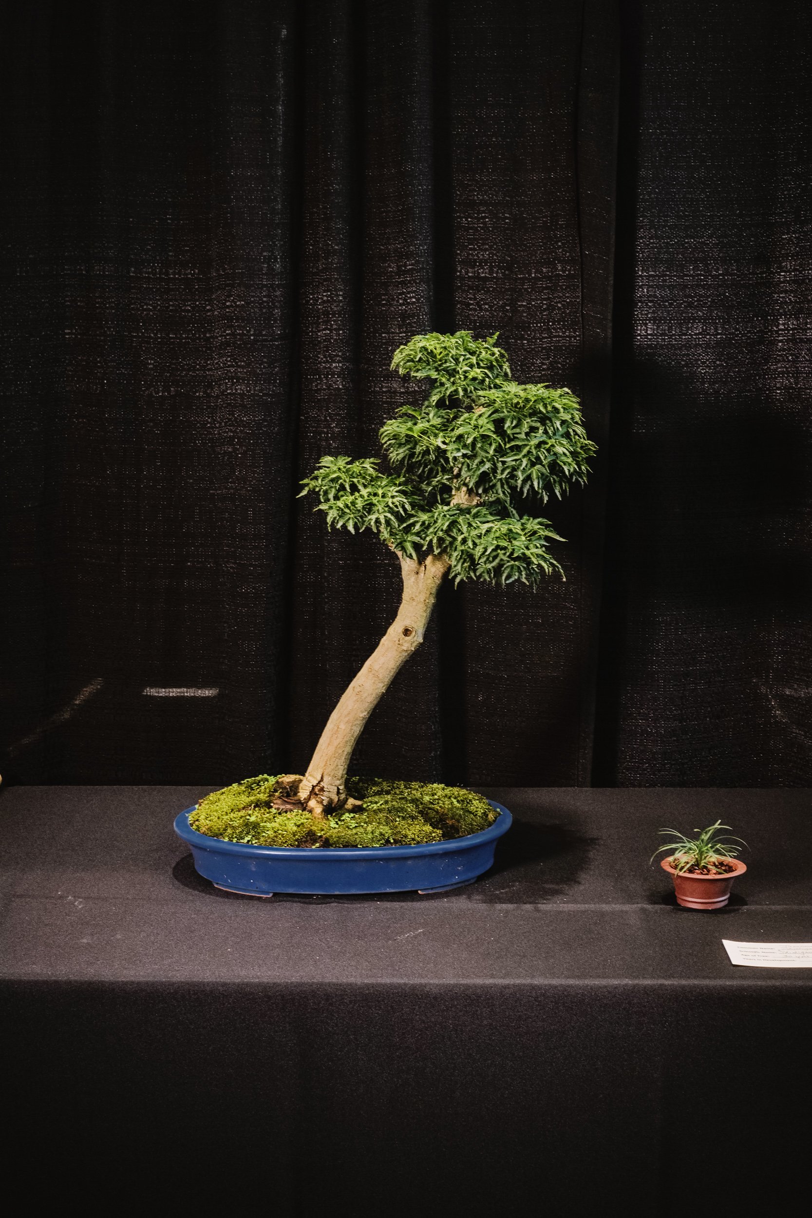 tree portraits-35.jpg