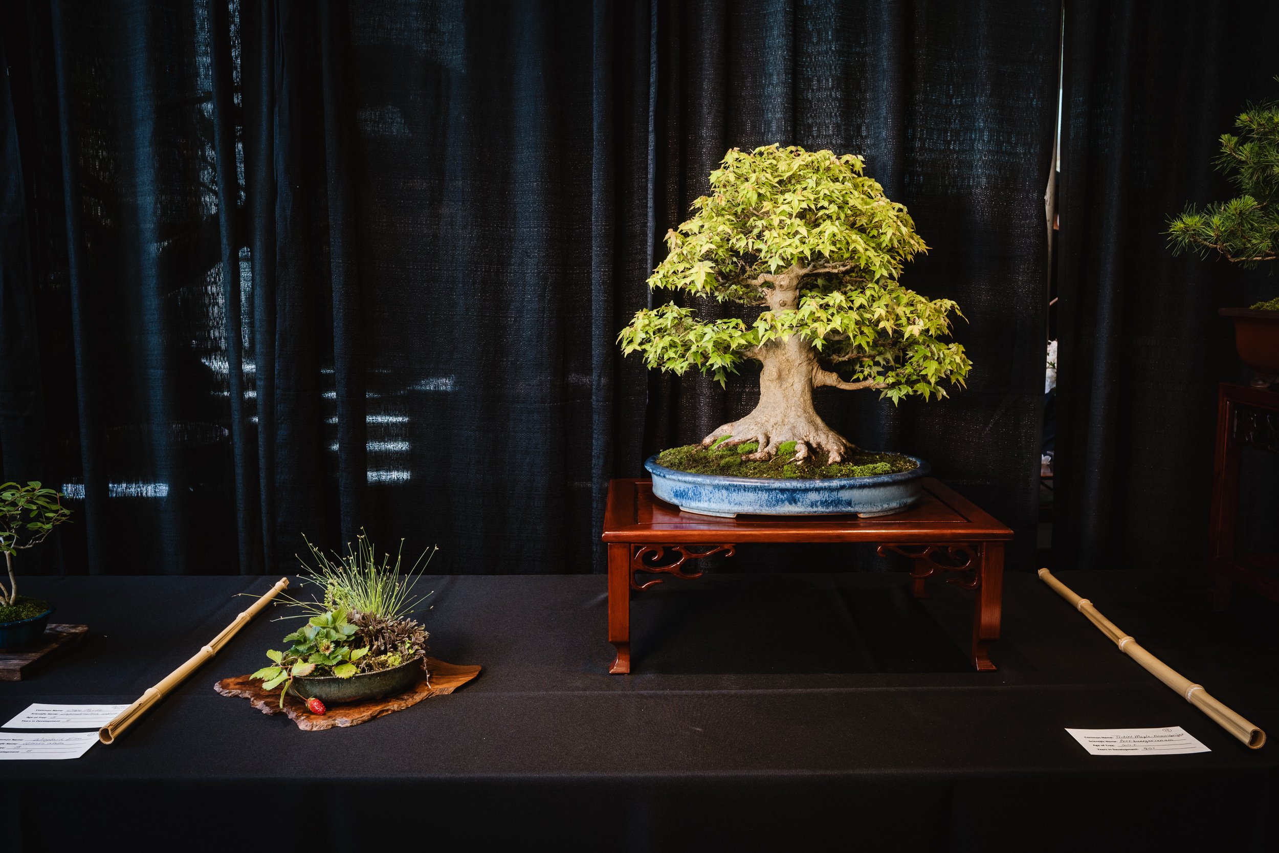 tree portraits-10.jpg