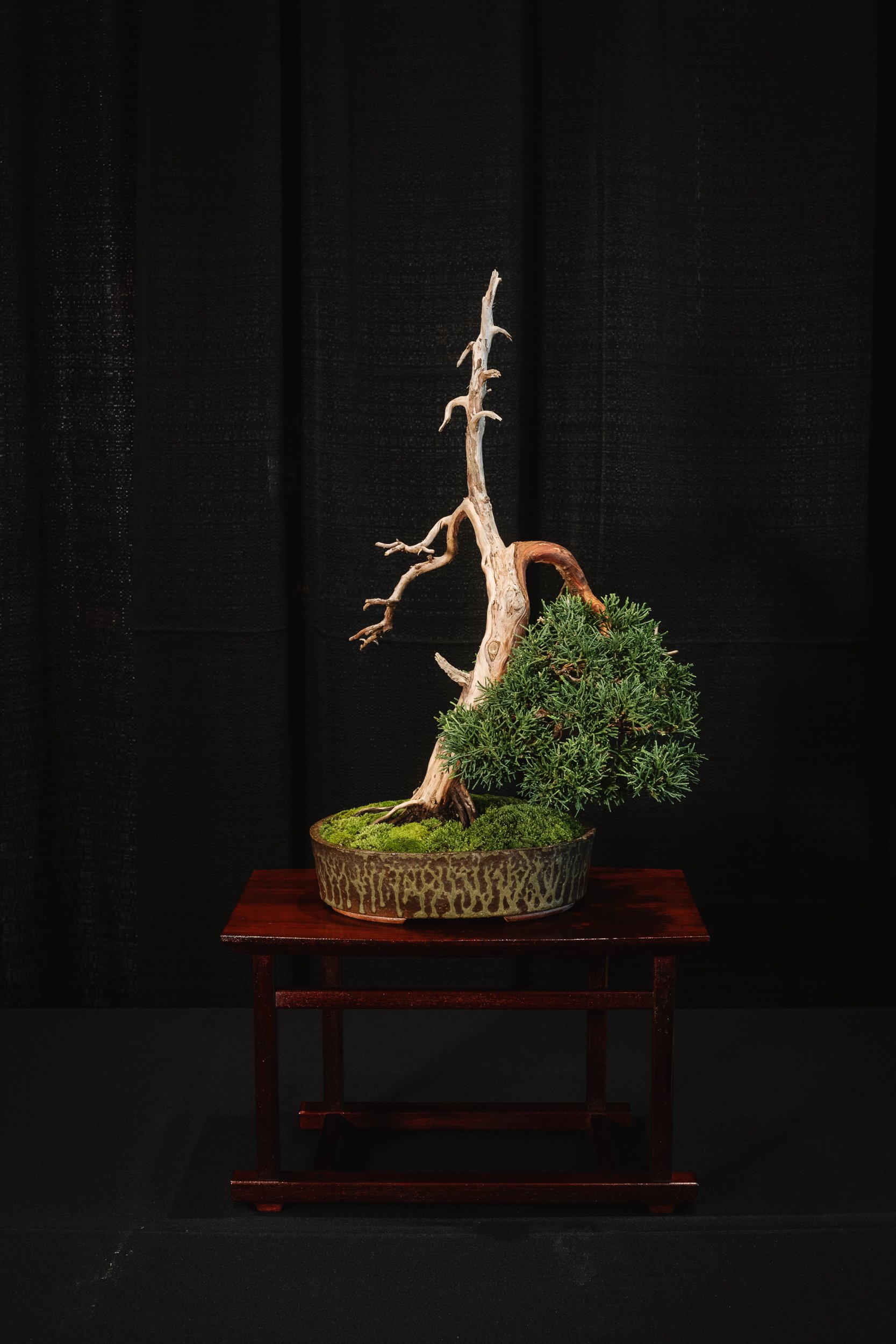 tree portraits-20.jpg
