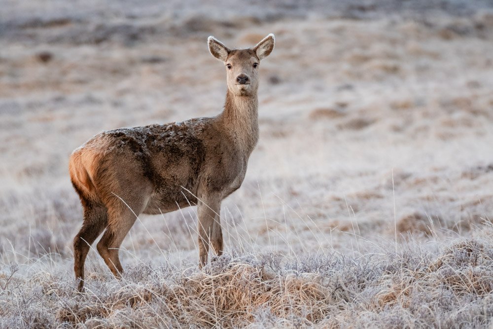 Managing Deer in the Great Trossachs Forest