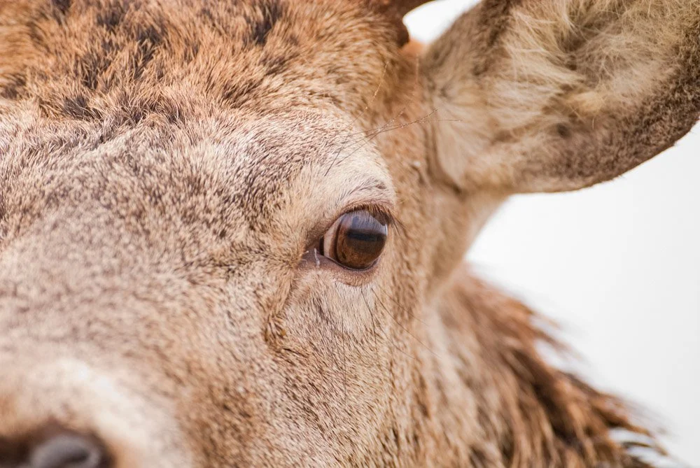 Managing Deer in the Great Trossachs Forest