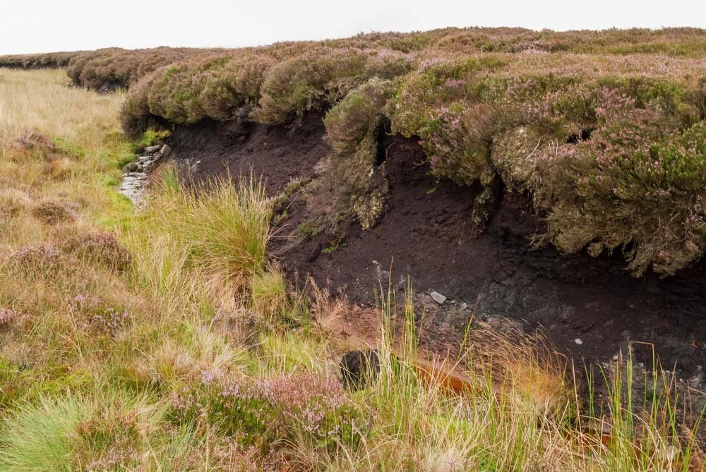 Restoring Peatlands in the Great Trossachs Forest